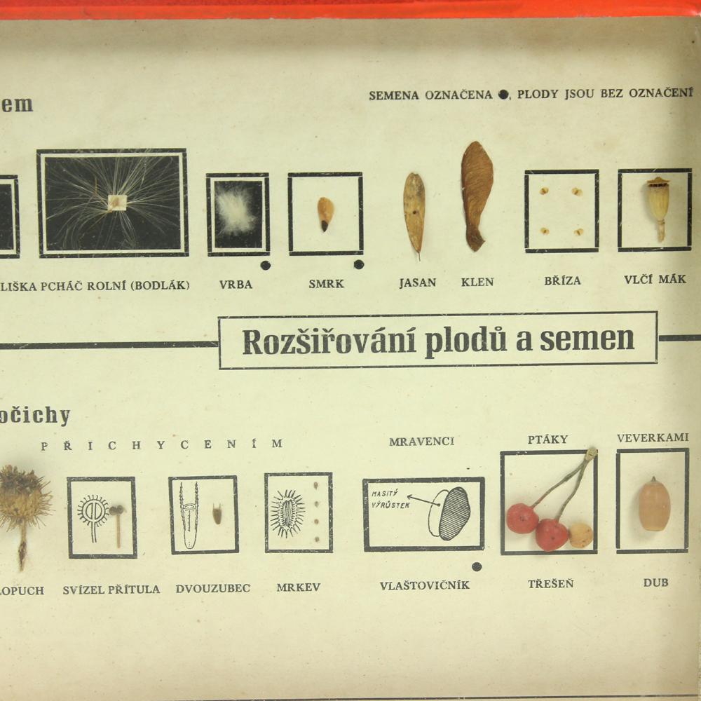 Rare model used in a school in Czechoslovakia. It was used to teach scholars about plant seeds and how they spread (by wind, by animals, etc.) in the nature. It shows the accurate models of the seeds, too. Written text is in Czech language. Framed