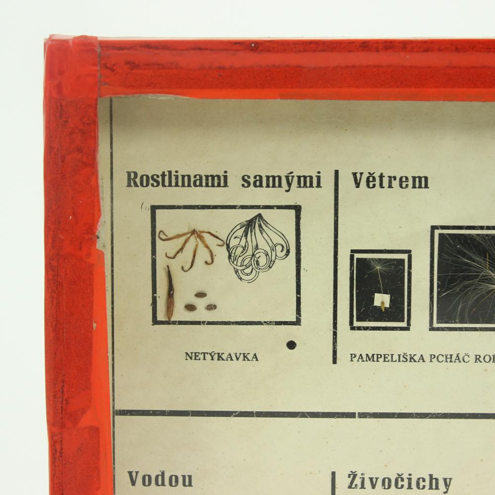 Industrial Rare School Model of Plant Seeds, Wall Art, Czechoslovakia, circa 1960 For Sale