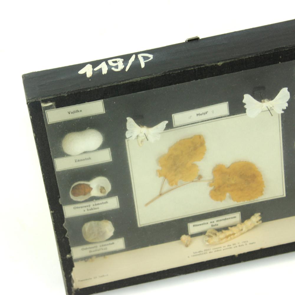 Rare model used in schools in Czechoslovakia as a teaching model for the students. It describes and shows the life of a Silk Moth, or Bombyx Mori. The model shows off the description of the whole life, from tree leaves, larve, moth all the way to