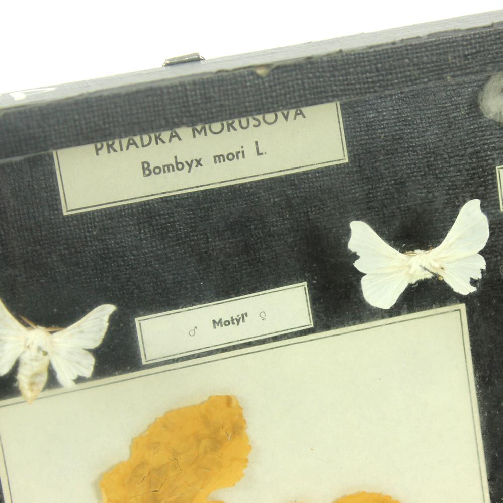 20th Century Rare School Model of Silk Moth Life, Wall Art, Czechoslovakia, circa 1960 For Sale