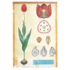 Rare School Poster of Tulips, Czechoslovakia, circa 1960