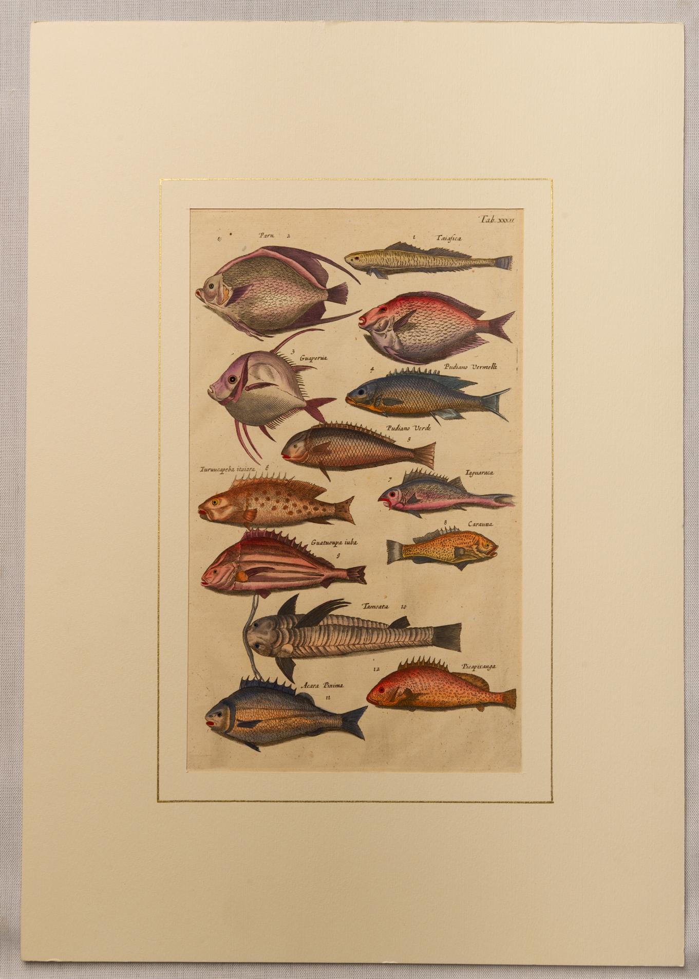 ST/172 -. 3-4-5-8 - Rare series of fishes etchings in Latin, hand watercolored. The other ones (that I just published on 1stdibs) are in English; these ones are in Latin.