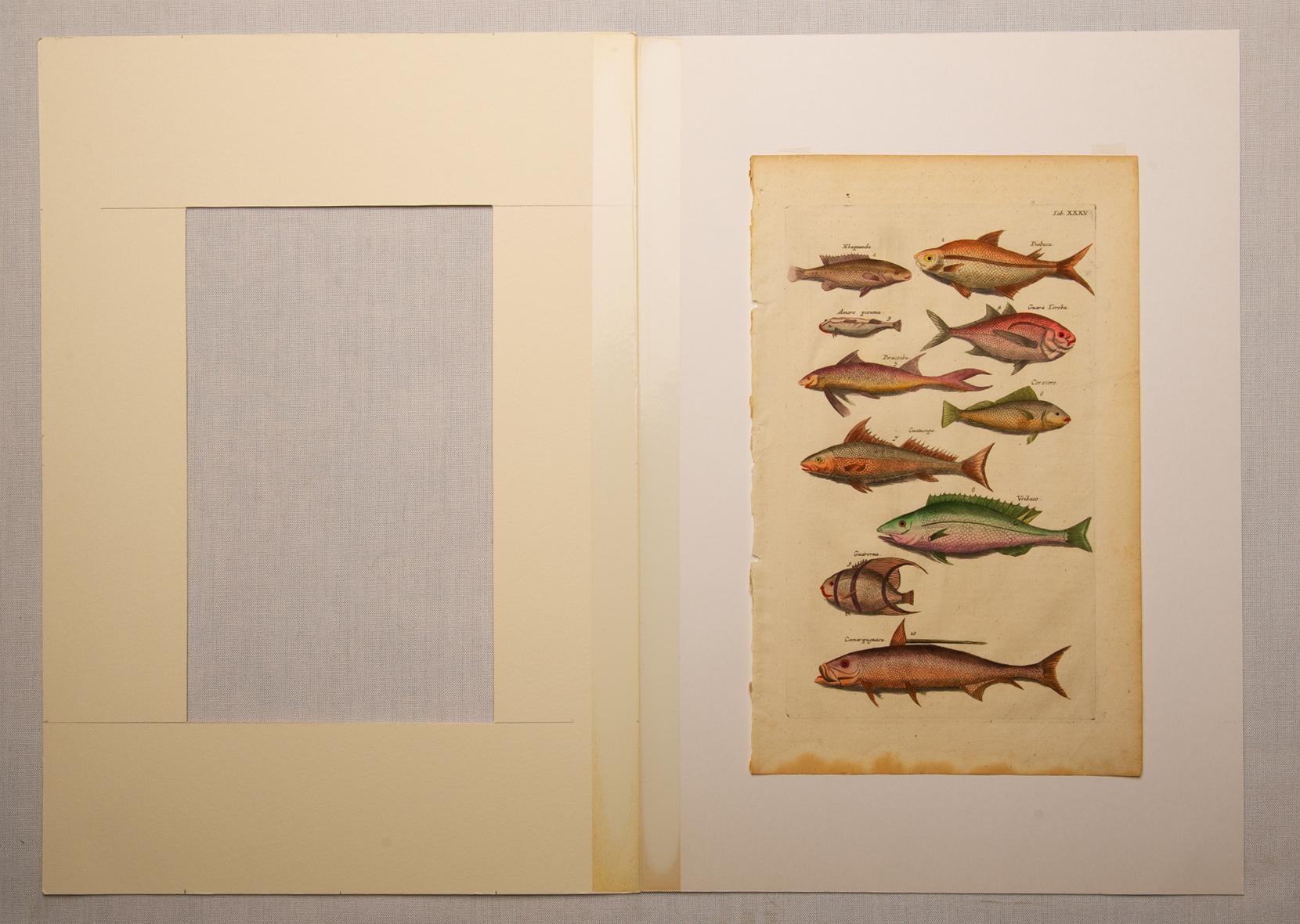 Other Rare Series of Fishes Etchings in Latin