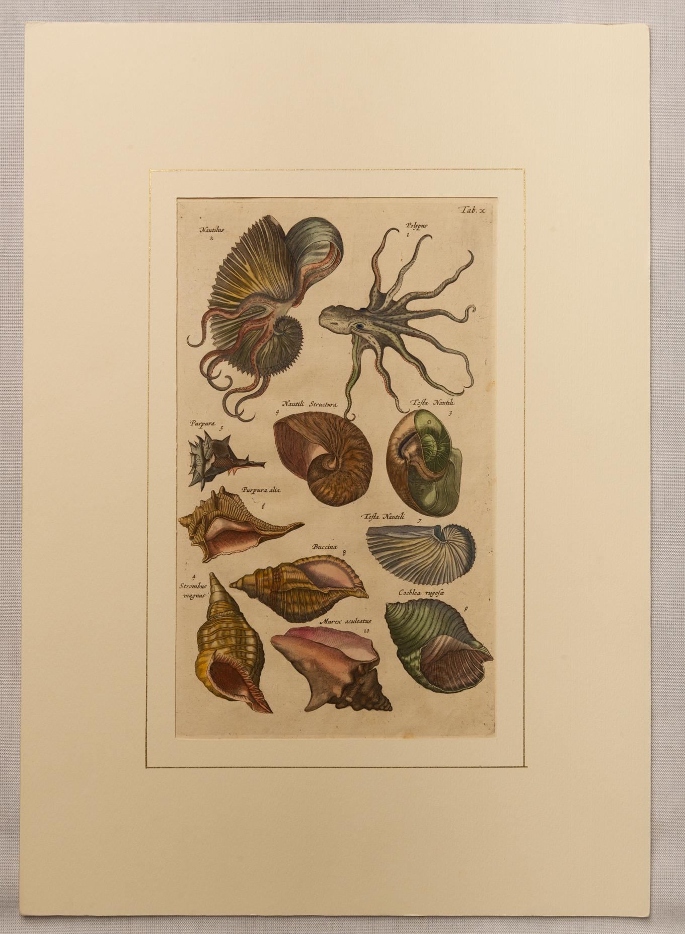 English Rare Series of Fishes Etchings in Latin