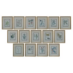 Rare Set of 16 18th Century Hand-Colored Engravings by Elizabeth Blackwell