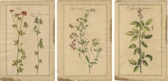 Rare Set of Botanical Engravings – Lotus, Lathyrus & Hedysarum, ca.1690