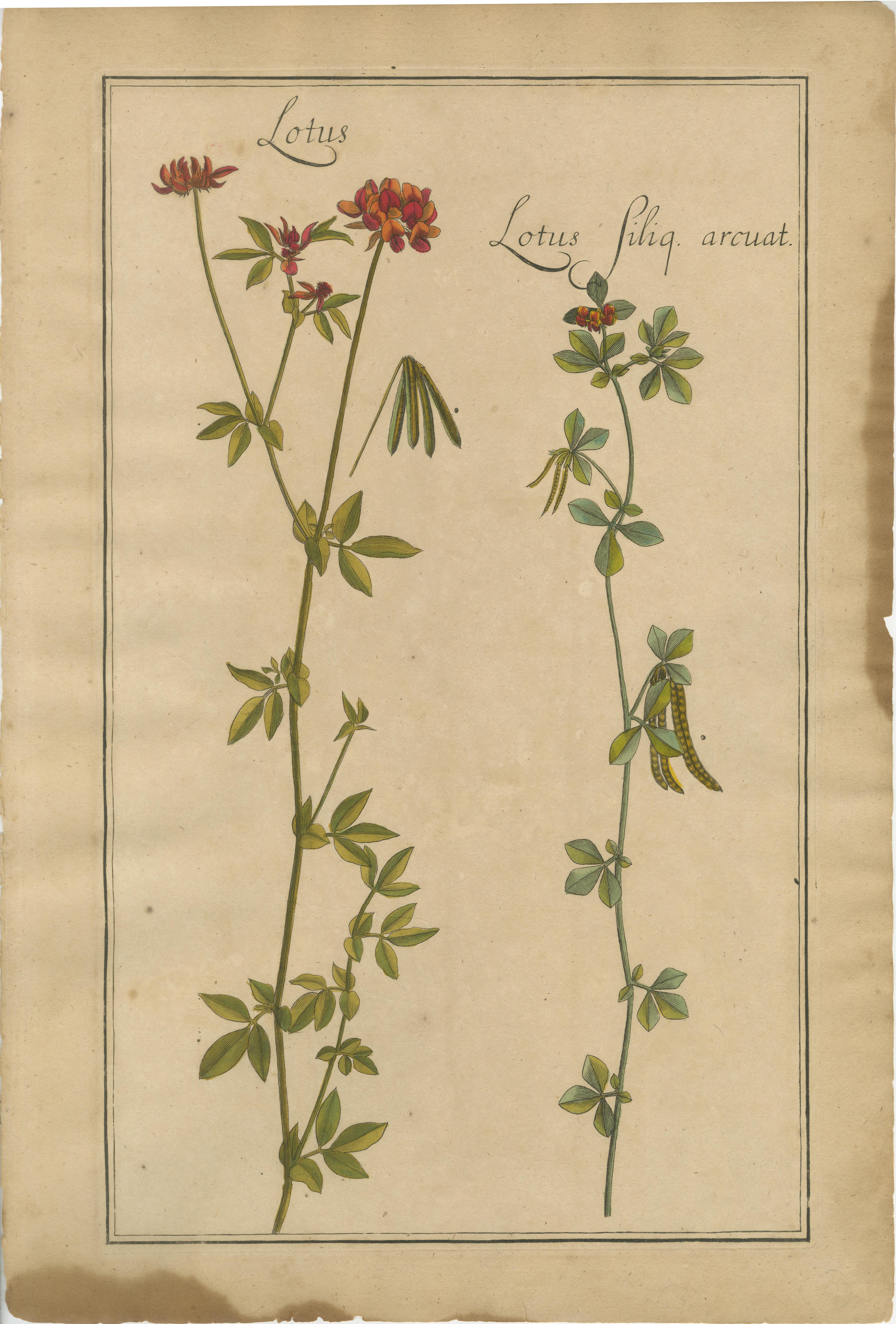 Tedesco Raro set di incisioni botaniche - Lotus, Lathyrus e Hedysarum, 1690 ca. in vendita