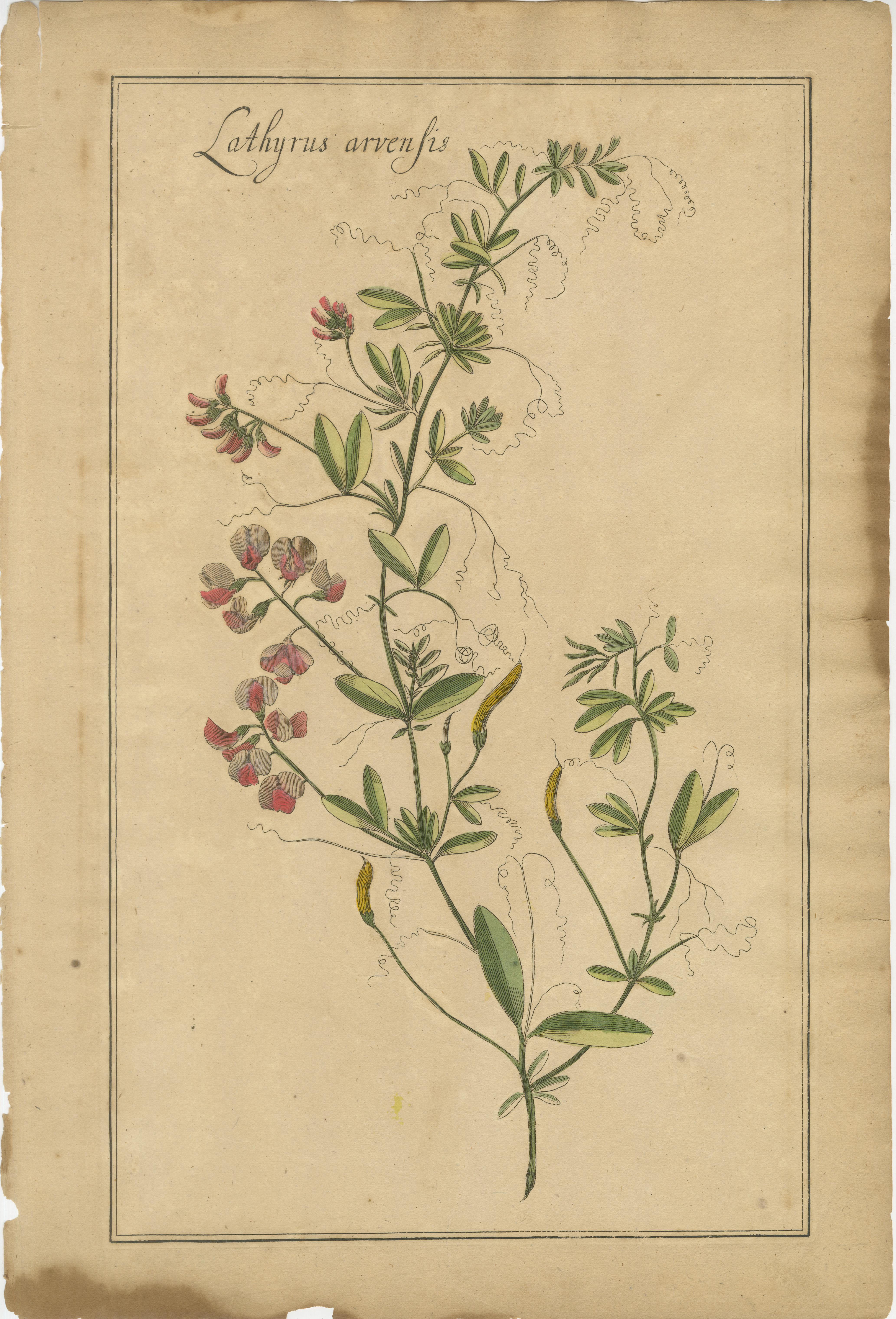 Inciso Raro set di incisioni botaniche - Lotus, Lathyrus e Hedysarum, 1690 ca. in vendita