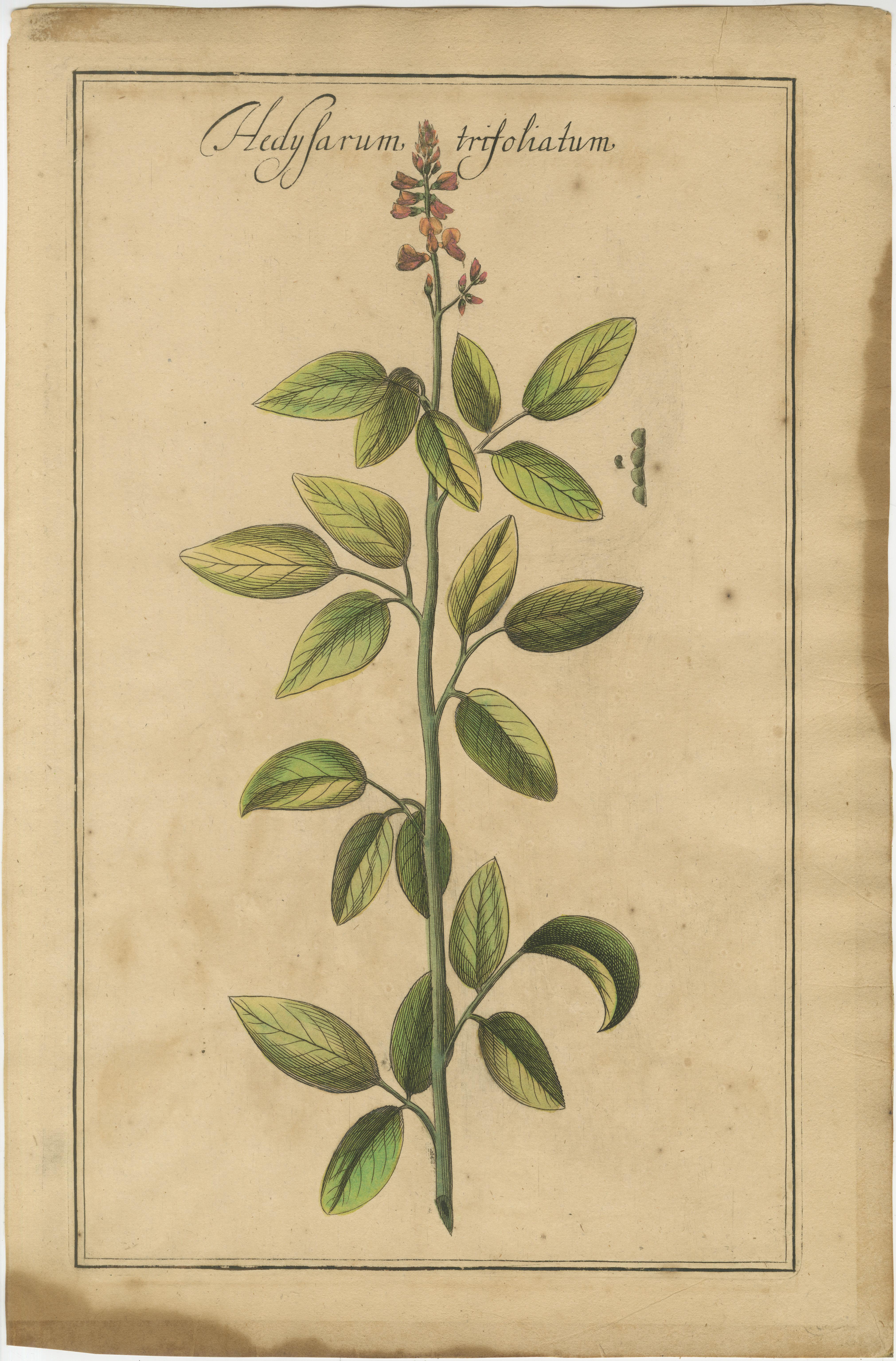 Raro set di incisioni botaniche - Lotus, Lathyrus e Hedysarum, 1690 ca. In condizioni discrete in vendita a Langweer, NL