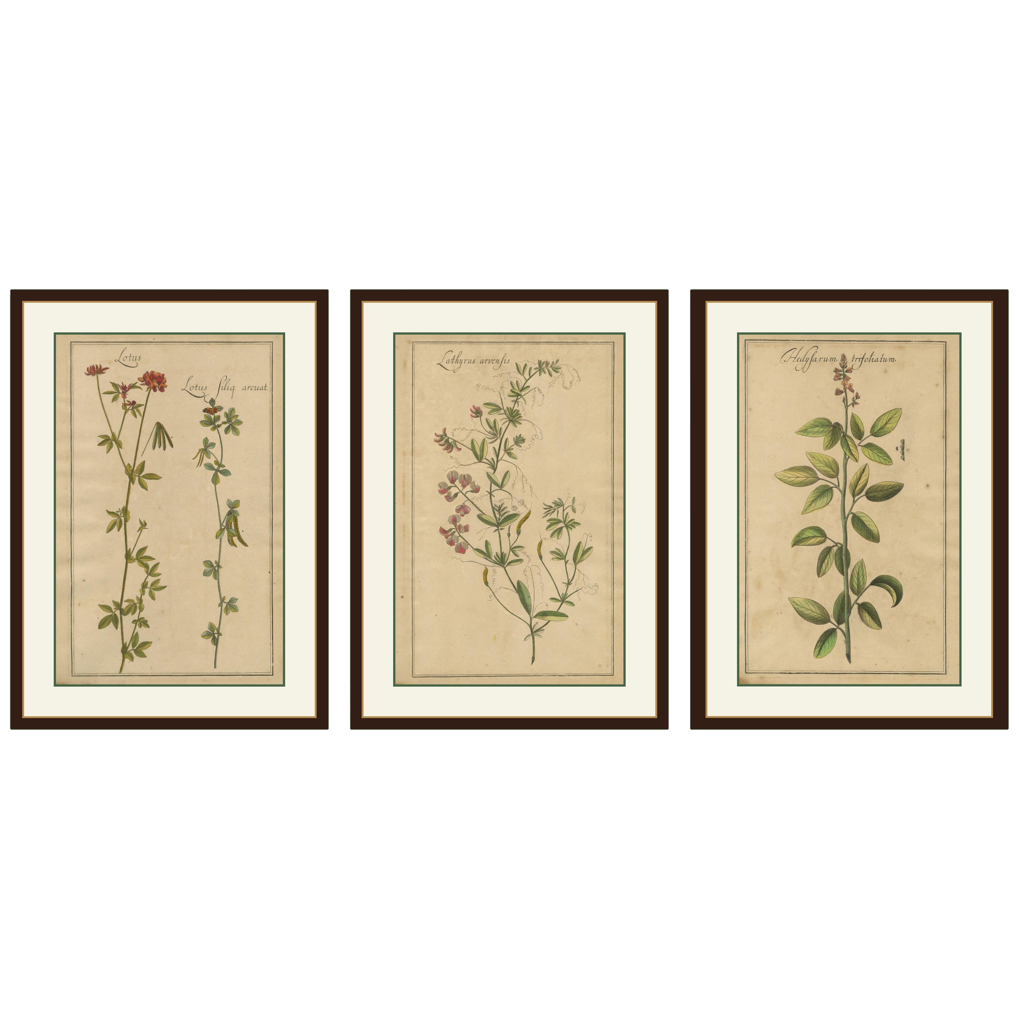 Raro set di incisioni botaniche - Lotus, Lathyrus e Hedysarum, 1690 ca.