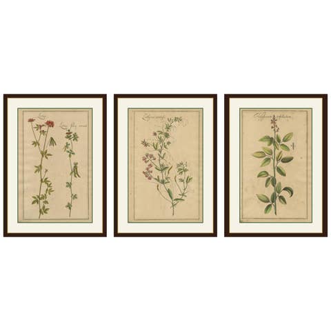Rare Set of Botanical Engravings – Lotus, Lathyrus & Hedysarum, ca.1690