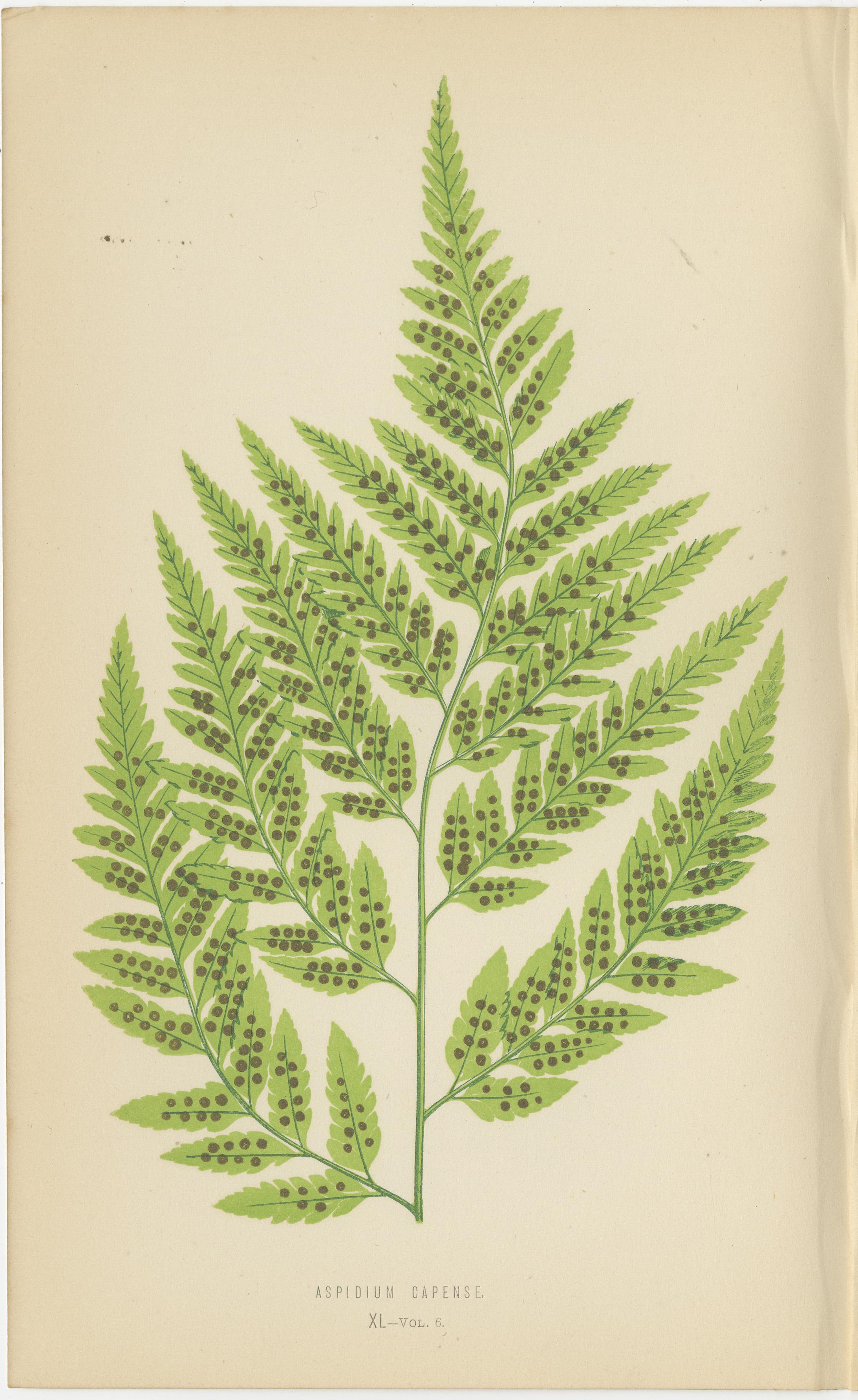 Rare ensemble de six estampes botaniques de Fern par E.J. Lowe (1868) - Chromolithographies de l'espèce Aspidium

Description : Ce superbe ensemble de six estampes botaniques originales de fougères colorées à la main a été créé par l'éminent
