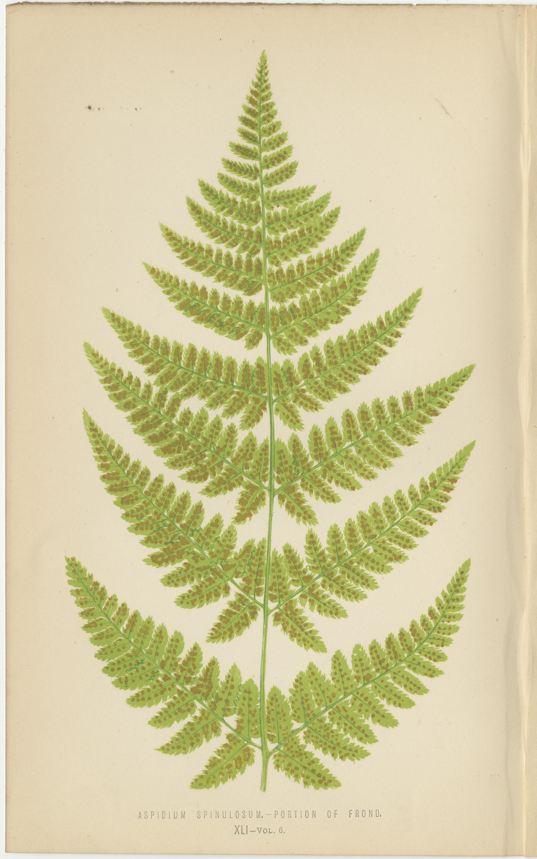Rare ensemble de six estampes botaniques de Fern par E.J. Lowe (1868) - Espèces d'Aspidium Bon état - En vente à Langweer, NL