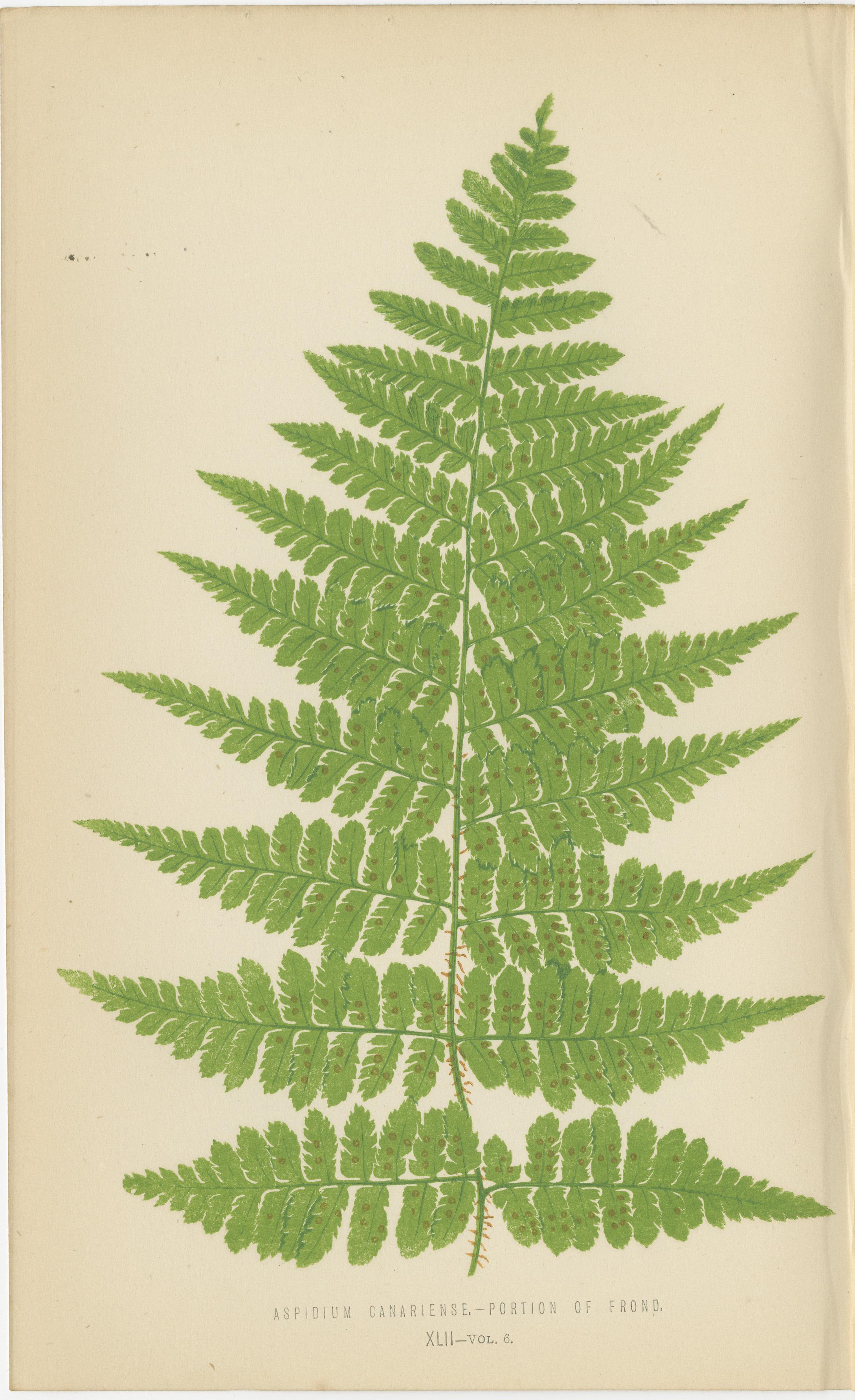 Milieu du XIXe siècle Rare ensemble de six estampes botaniques de Fern par E.J. Lowe (1868) - Espèces d'Aspidium en vente