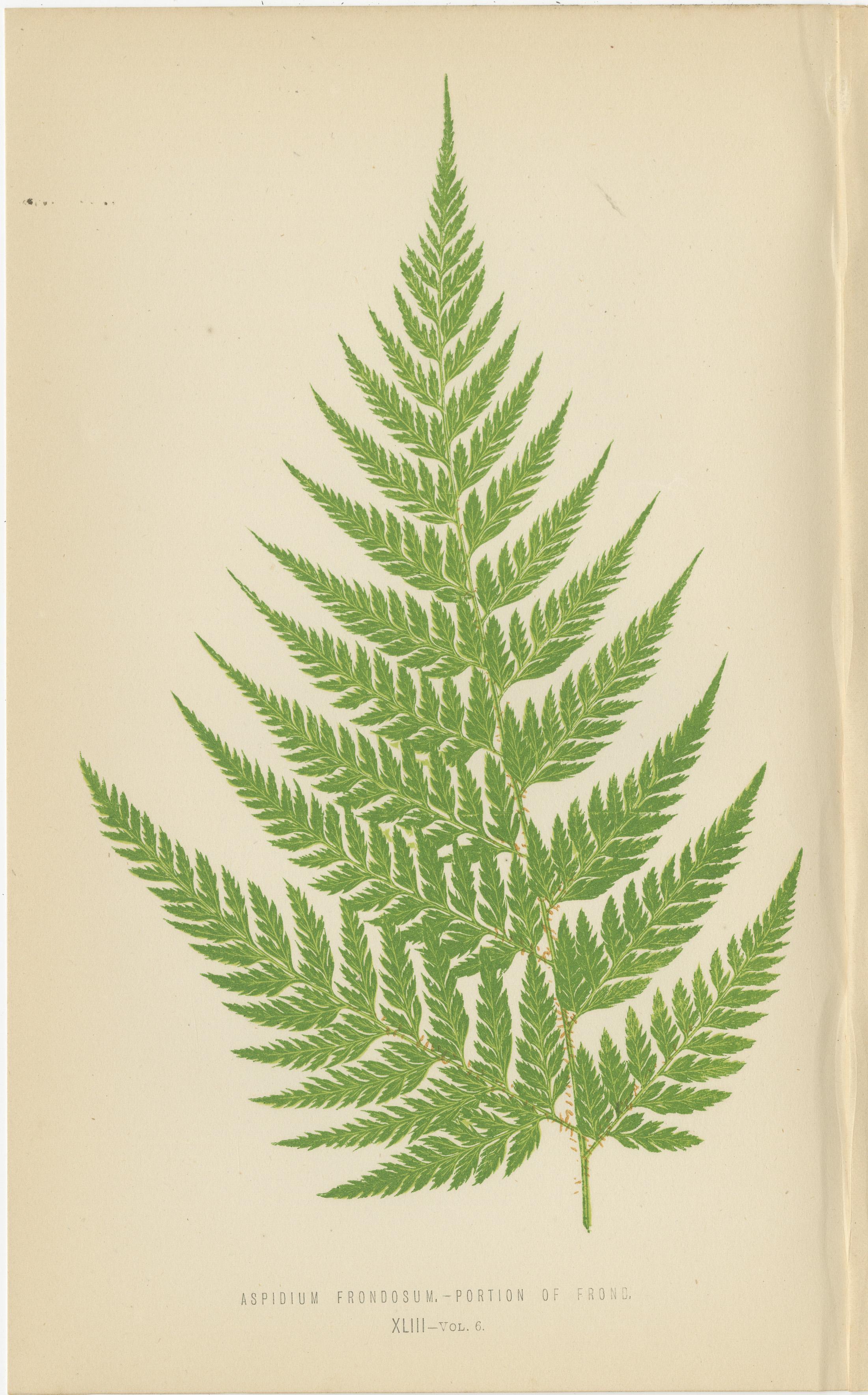 Papier Rare ensemble de six estampes botaniques de Fern par E.J. Lowe (1868) - Espèces d'Aspidium en vente