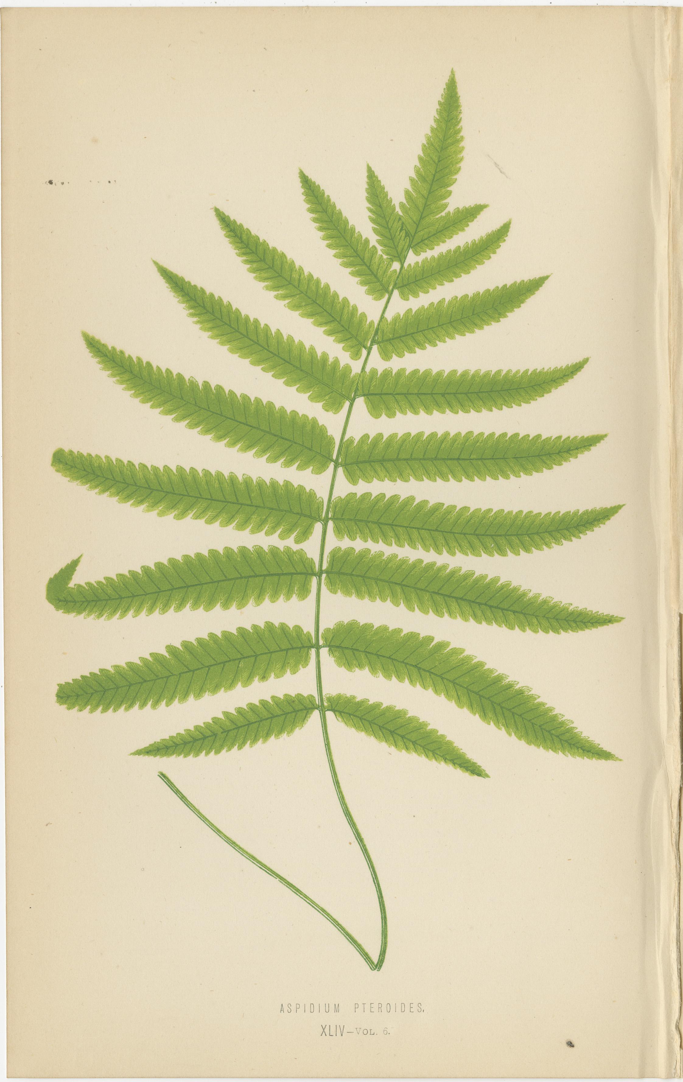 Rare ensemble de six estampes botaniques de Fern par E.J. Lowe (1868) - Espèces d'Aspidium en vente 1