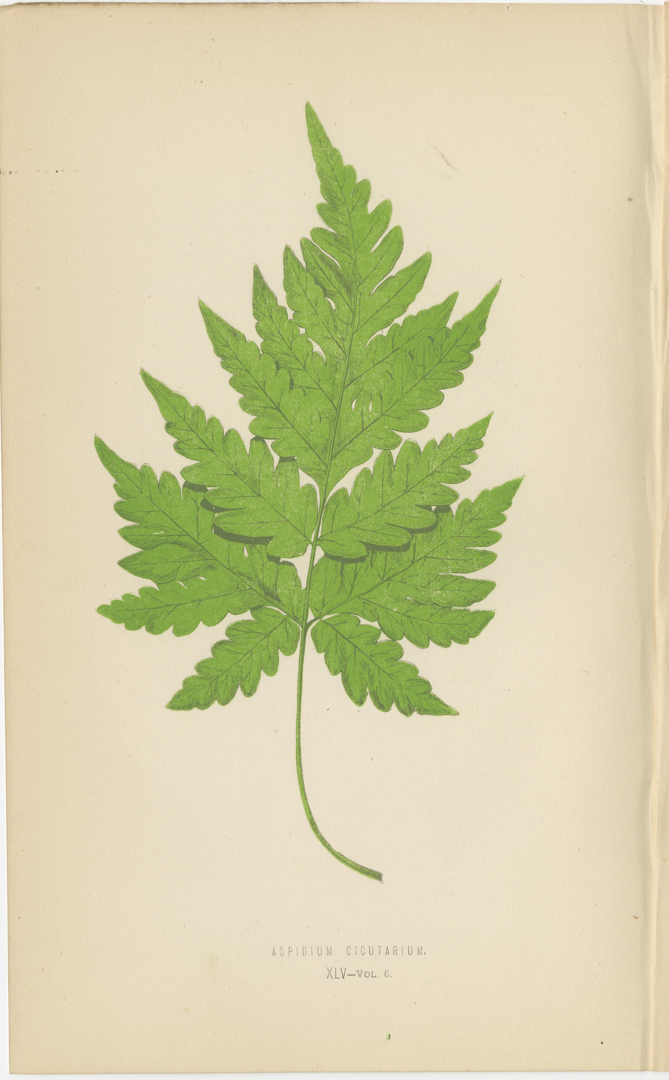 Rare ensemble de six estampes botaniques de Fern par E.J. Lowe (1868) - Espèces d'Aspidium en vente 2