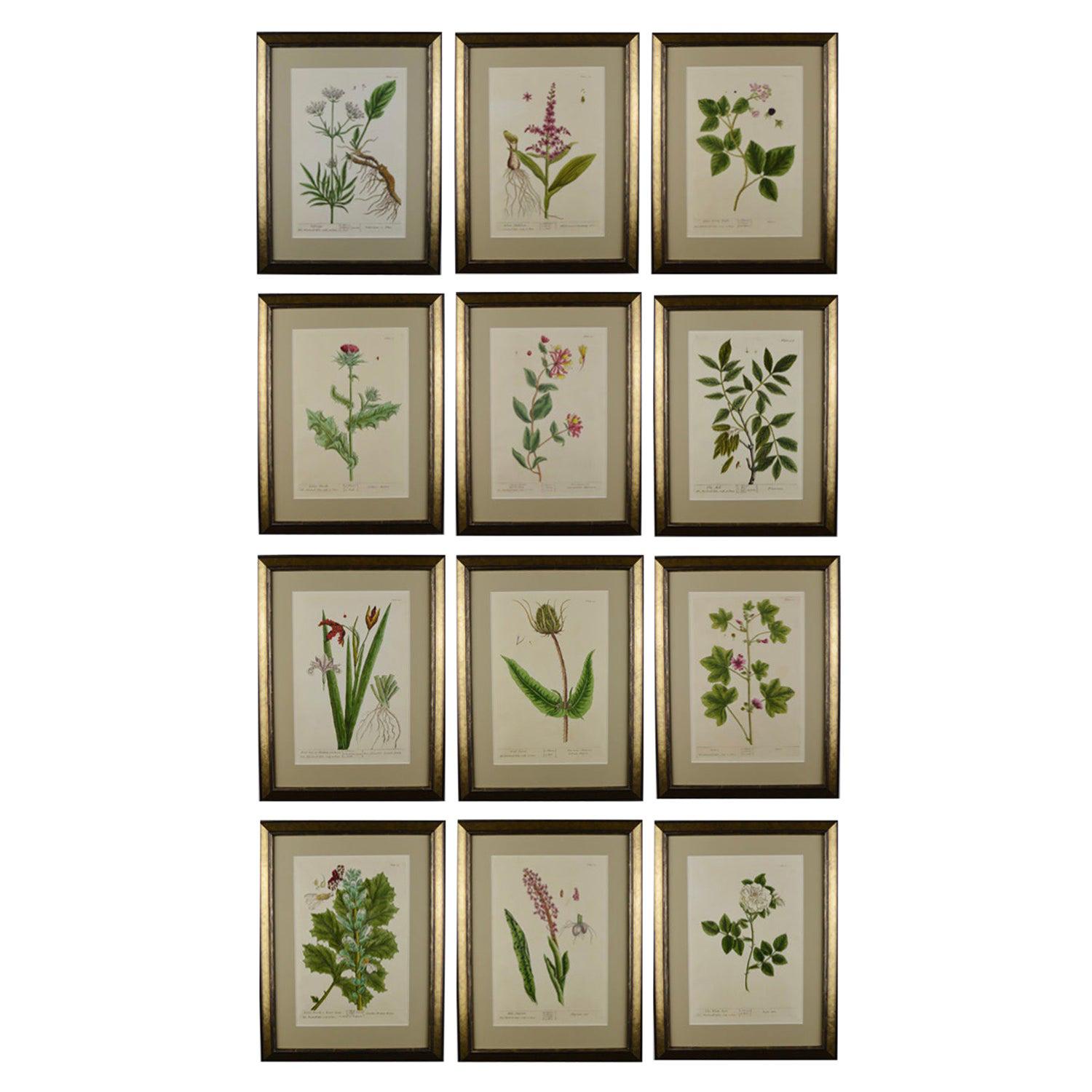 Rare Set of Twelve Elizabeth Blackwell 1st Edition Botanical Engraving Prints