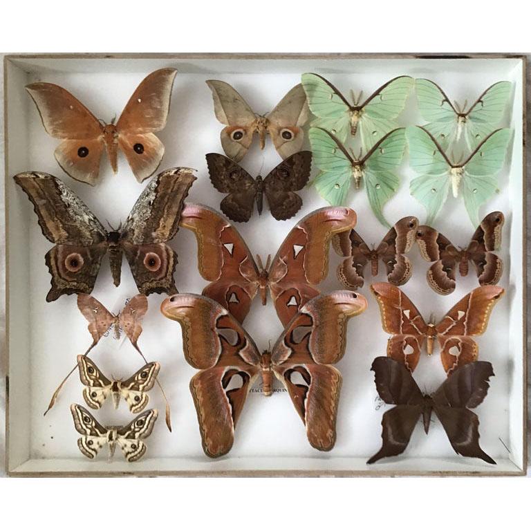 Pair of vintage display cases filled with exotic silk Saturniidae moths from around the world including the beautiful Green Luna Moth. 

This specific collection is from the esteemed Natural History Museum in Belgium. The display cases are from