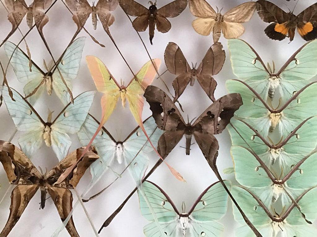 Rare Silk Moths Featured in Pair of Display Cases In Excellent Condition In Larkspur, CA