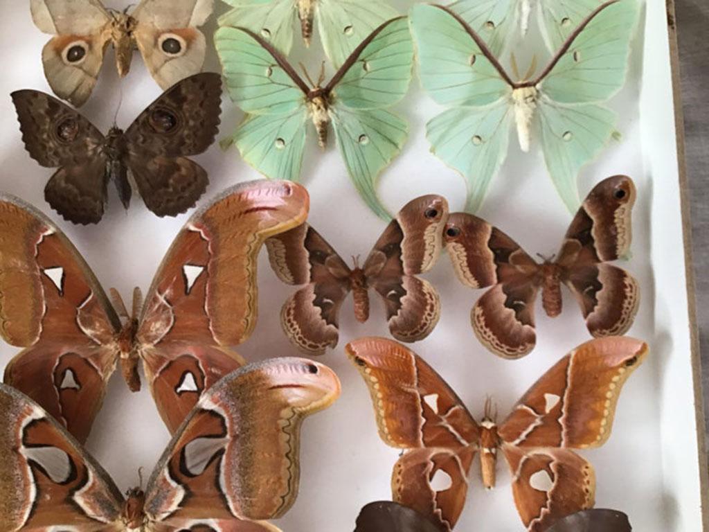 20th Century Rare Silk Moths Featured in Pair of Display Cases