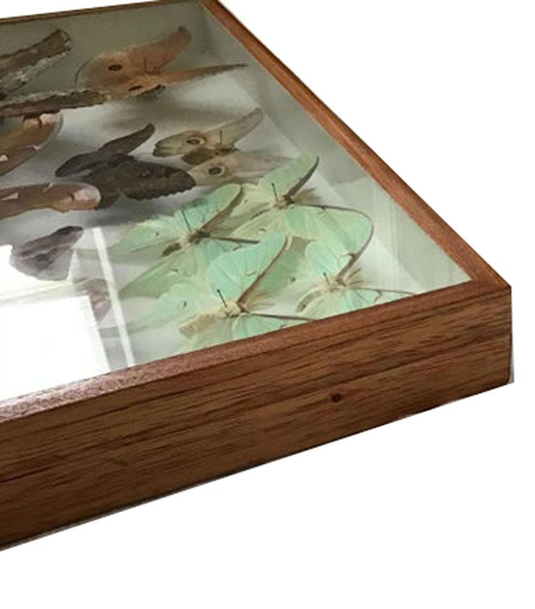 Wood Rare Silk Moths Featured in Pair of Display Cases