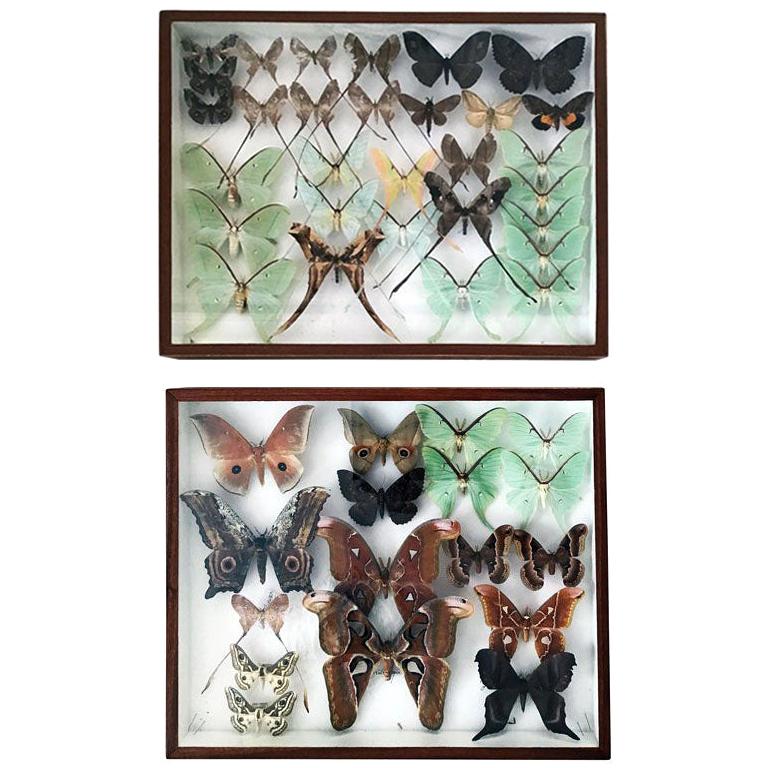 Rare Silk Moths Featured in Pair of Display Cases