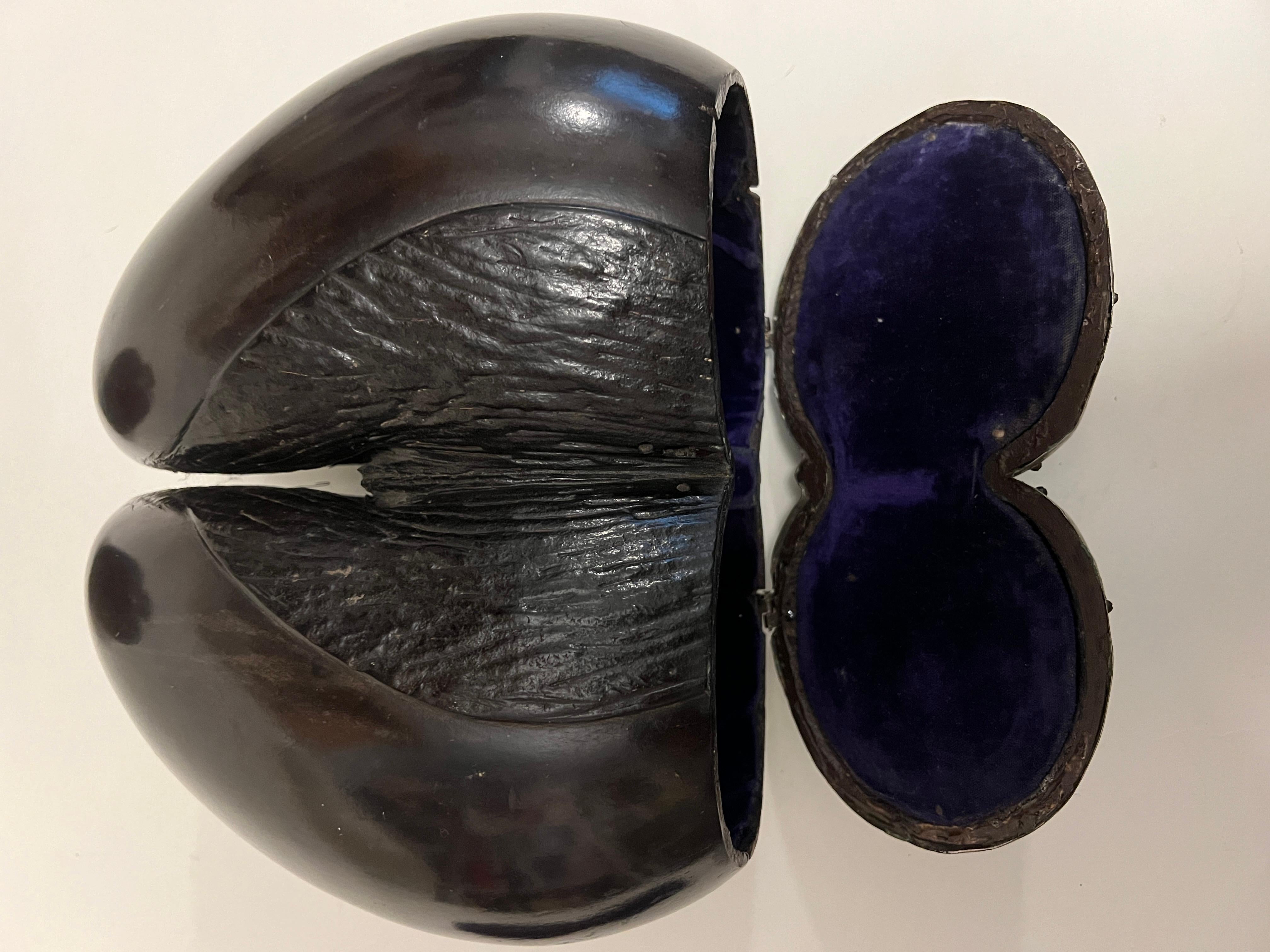 Rare Silver-mounted, Velvet-lined Coco de Mer, 19th Century 2
