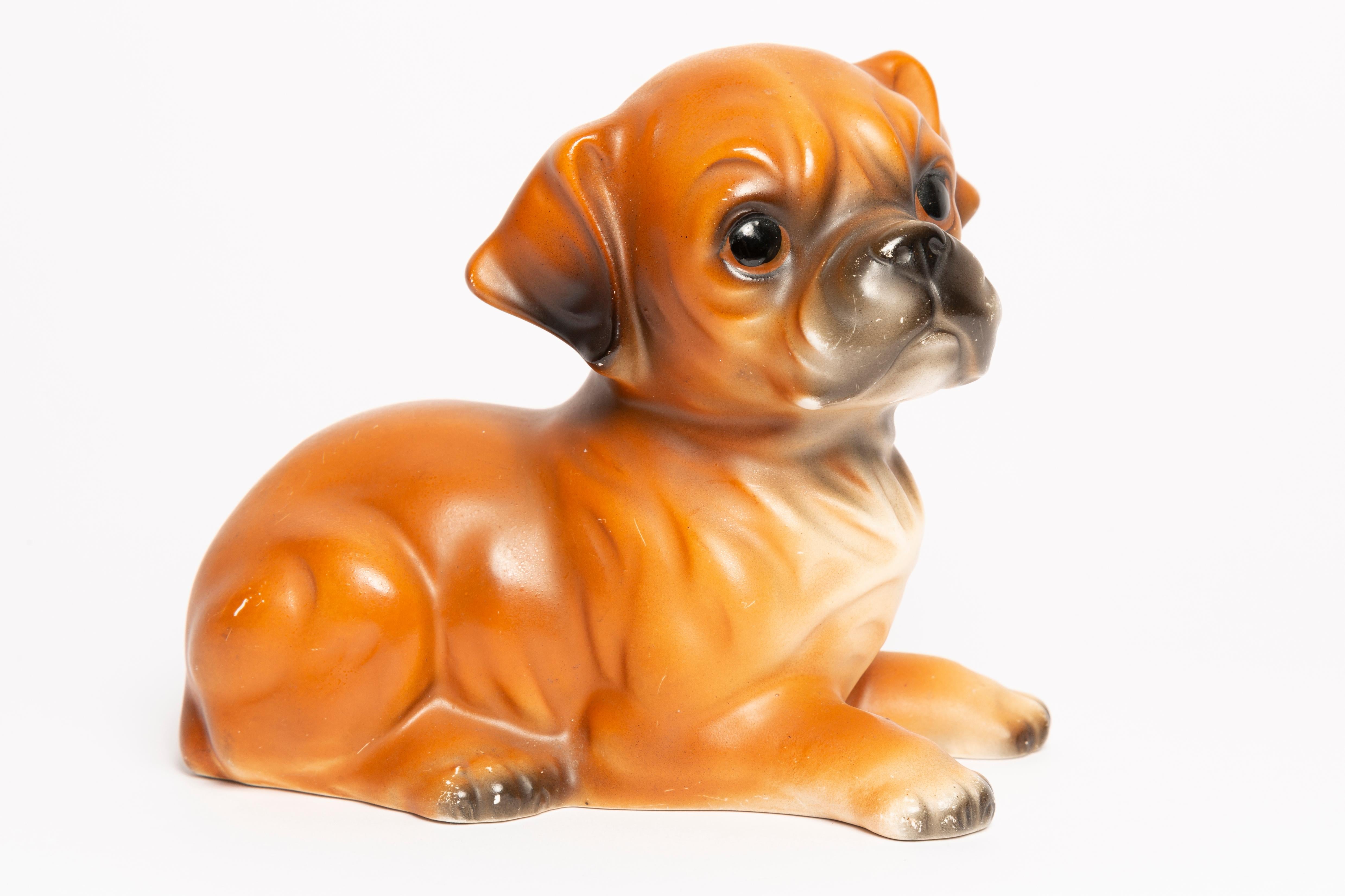 miniature boxer dog