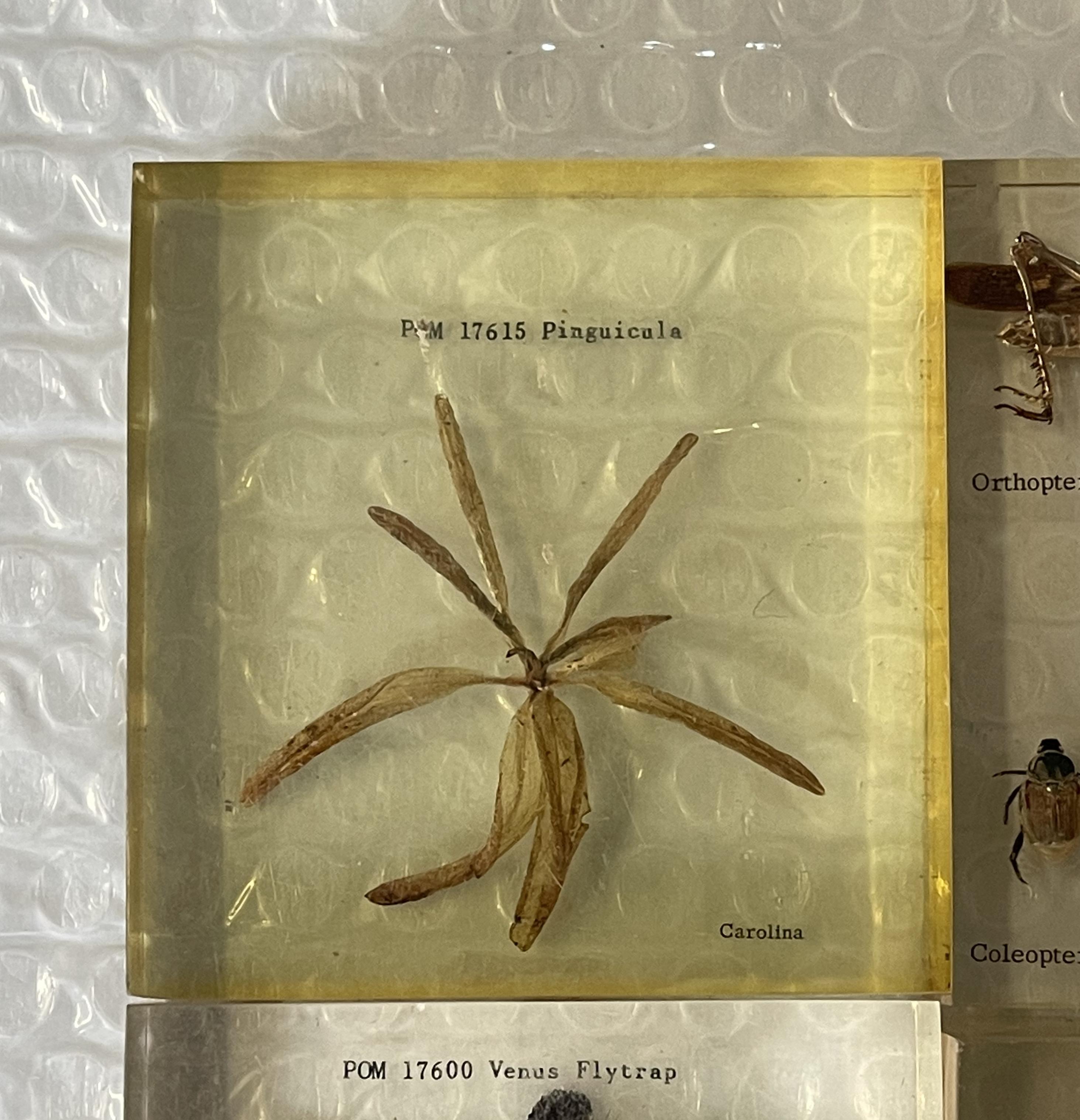 Royal House Antiques

Royal House Antiques is delighted to offer for this amazing suite of original natural history museum cased specimens

A very rare find, these are old examples and some very interesting pieces, the list is as follows

1:- POM