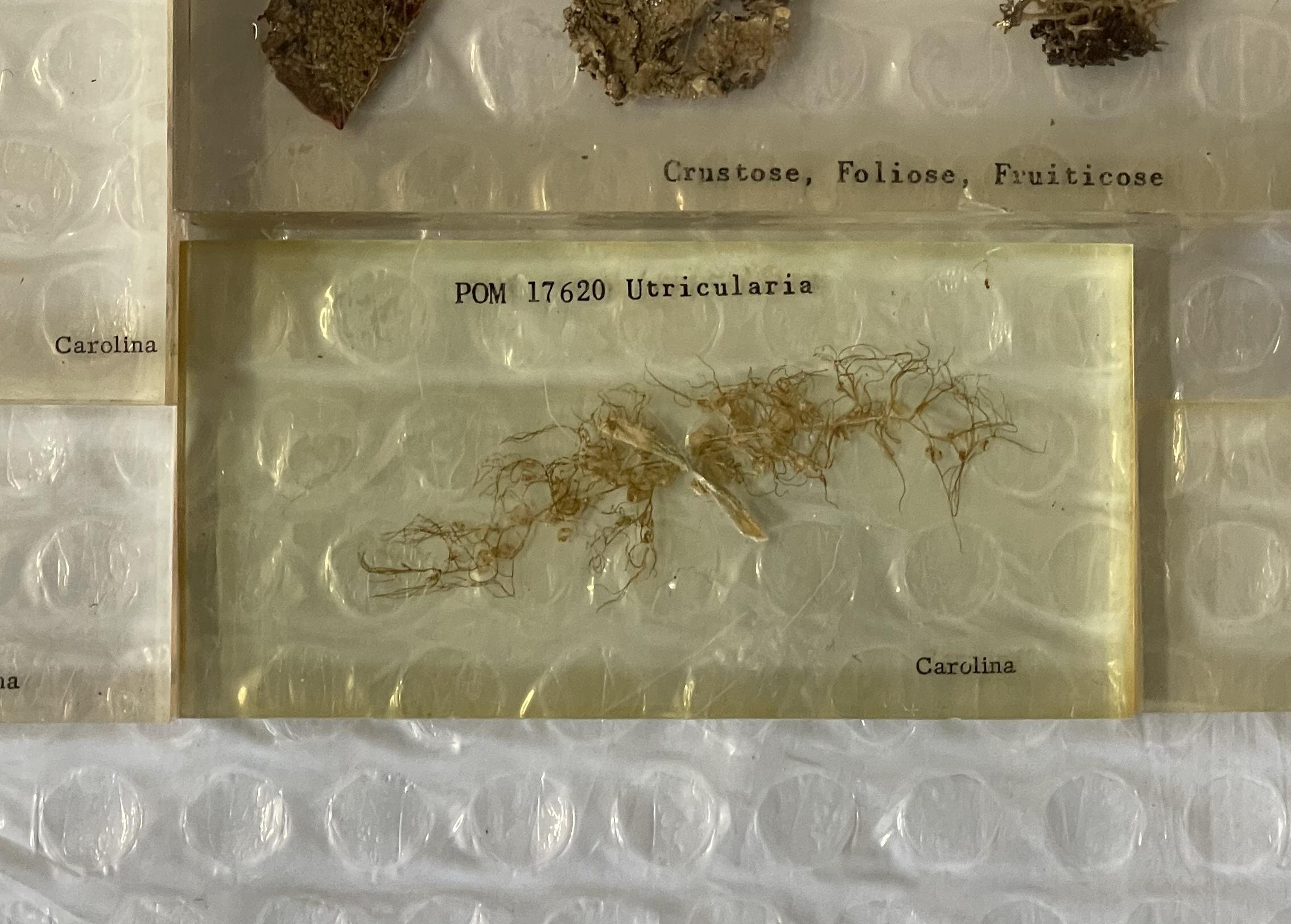 20th Century RARE SUITE OF ORIGINAL NATURAL HiSTORY MUSEUM CASED IN PERSPEX SPECIMENS For Sale