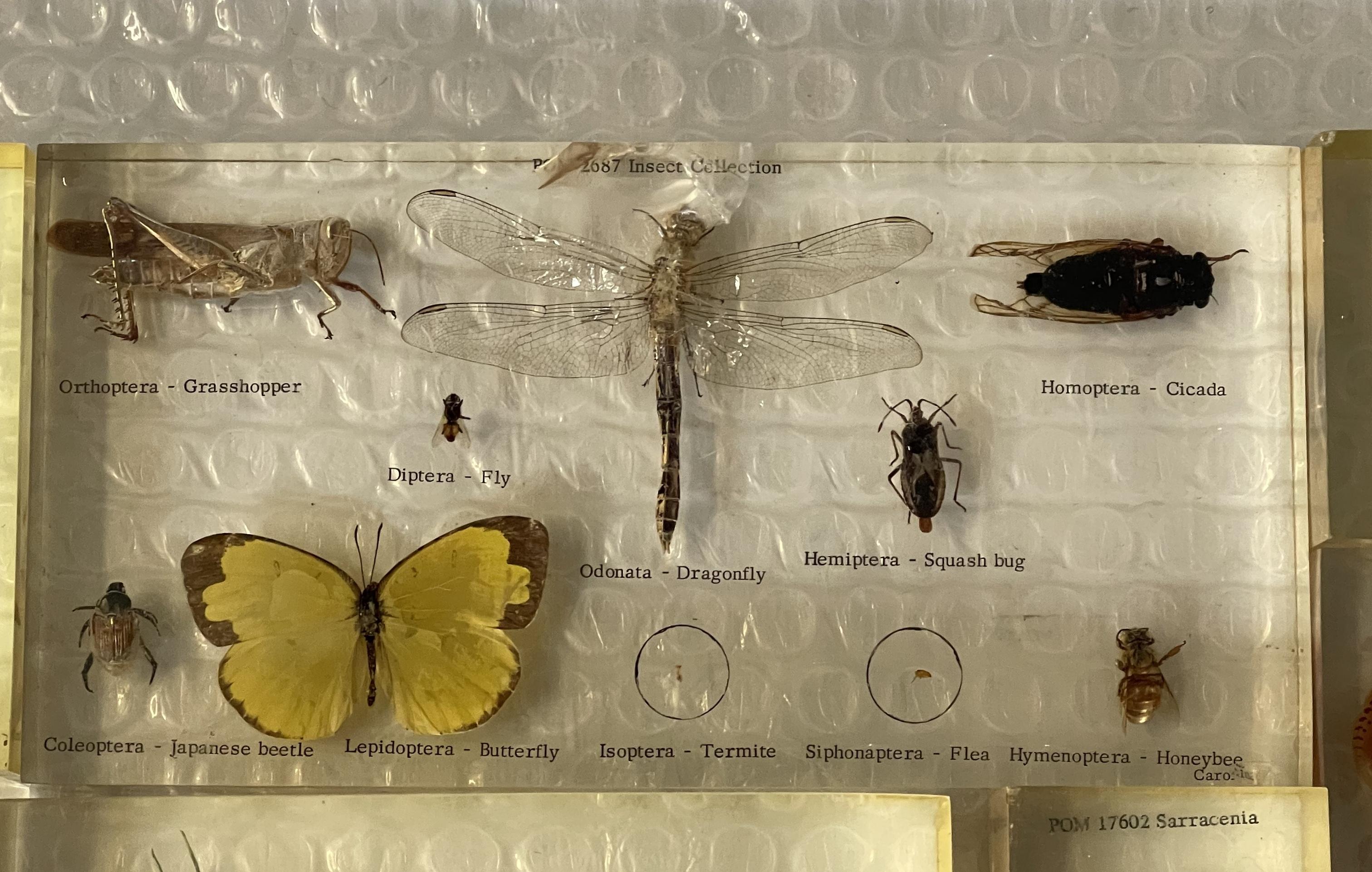 RARE SUITE OF ORIGINAL NATURAL HiSTORY MUSEUM CASED IN PERSPEX ...