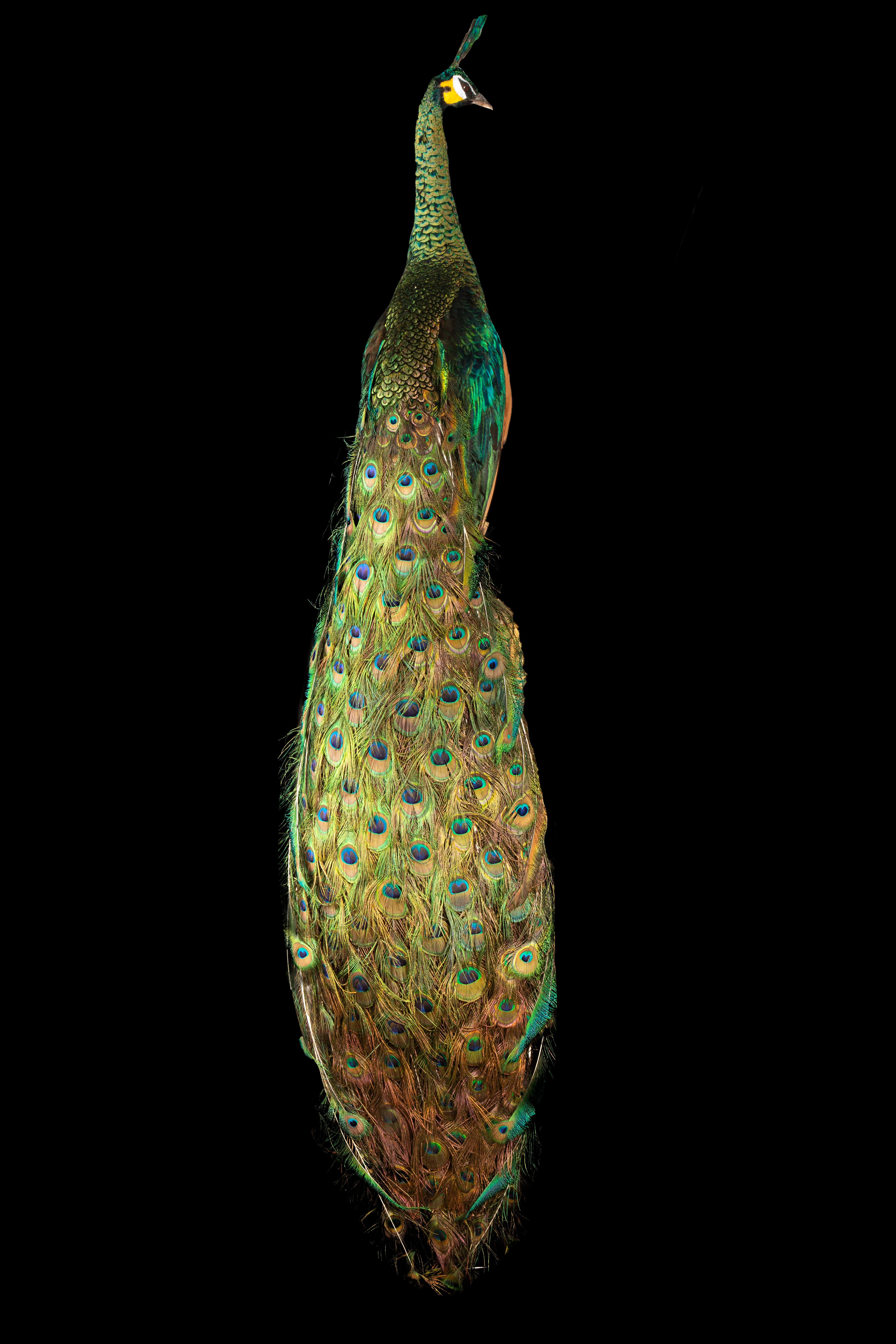 Exquisite Rare Taxidermy Java Peacock – a captivating specimen showcasing the splendor of the green peafowl, also known as the Indonesian peafowl (Pavo muticus). Originating from the lush tropical forests of Southeast Asia and Indochina, this
