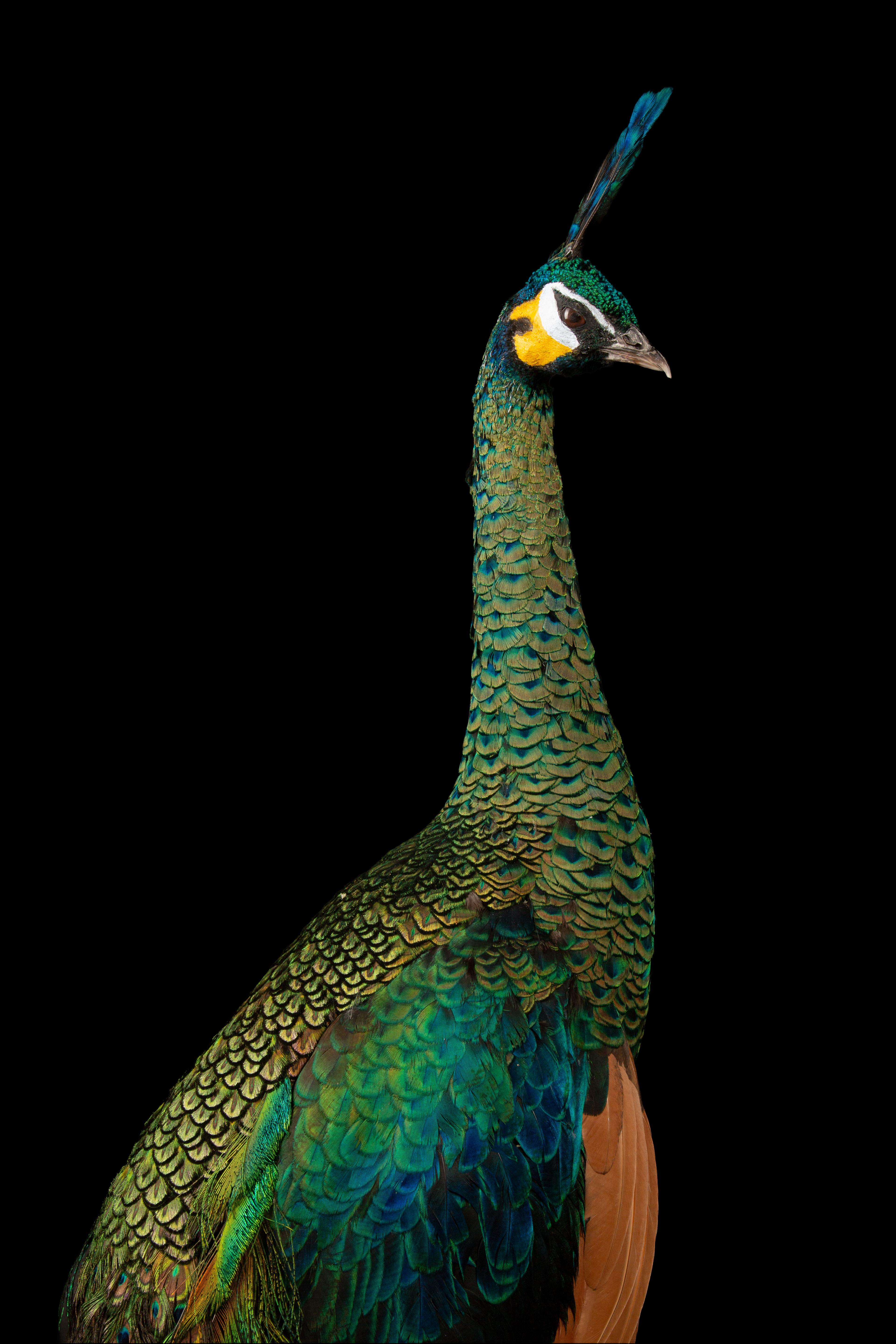 American Rare Taxidermy Java Peacock: A Glimpse into the Enigmatic Green Peafowl