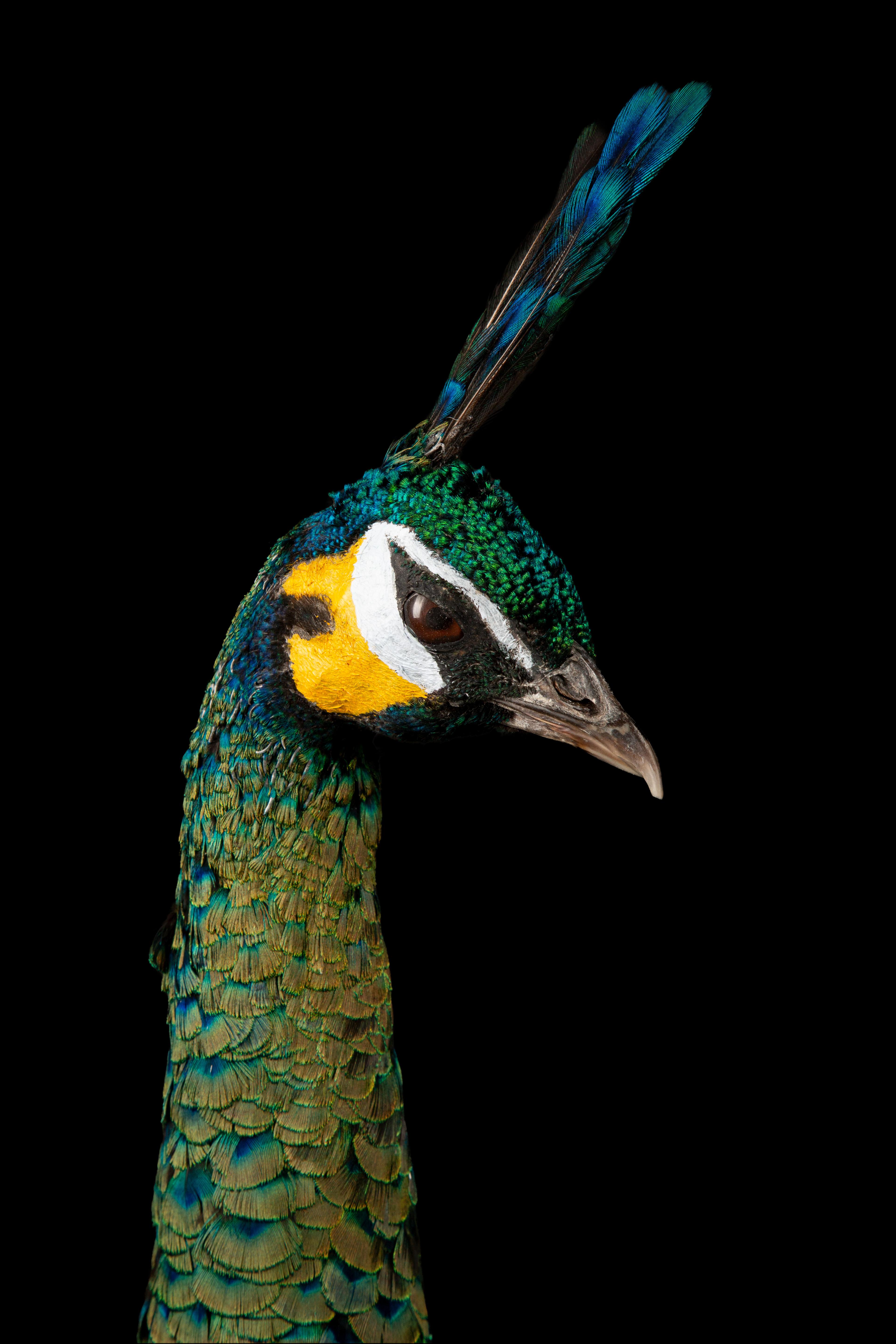 Rare Taxidermy Java Peacock: A Glimpse into the Enigmatic Green Peafowl In Excellent Condition In New York, NY