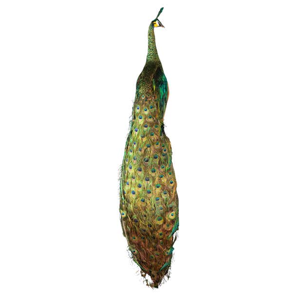 Rare Taxidermy Java Peacock: A Glimpse into the Enigmatic Green Peafowl ...