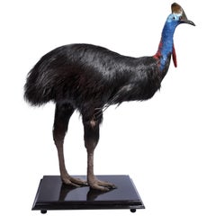 Seltene Taxidermie Südlicher Kasuar 'Casuarius Casuarius':: Zootier