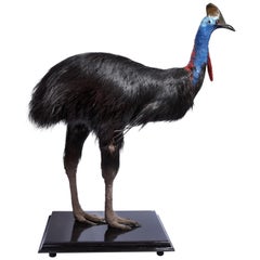 Rare Taxidermy Southern Cassowary 'Casuarius Casuarius', Zoo Animal