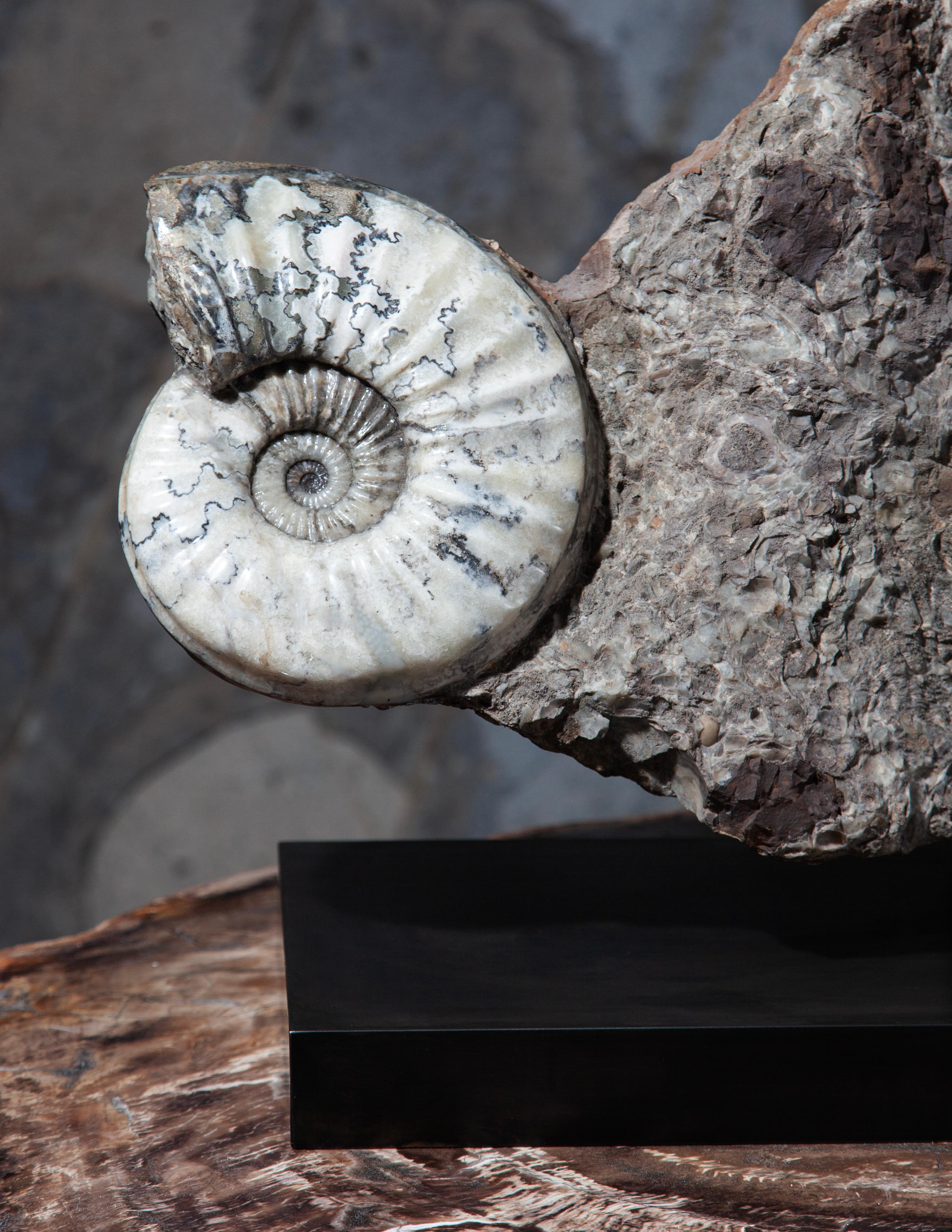 L'Eparietites impendens è un'importante specie di ammonite nota per le caratteristiche distintive della sua conchiglia e per la sua importanza nella documentazione fossile. Questo mollusco marino estinto apparteneva alla famiglia delle ammoniti che