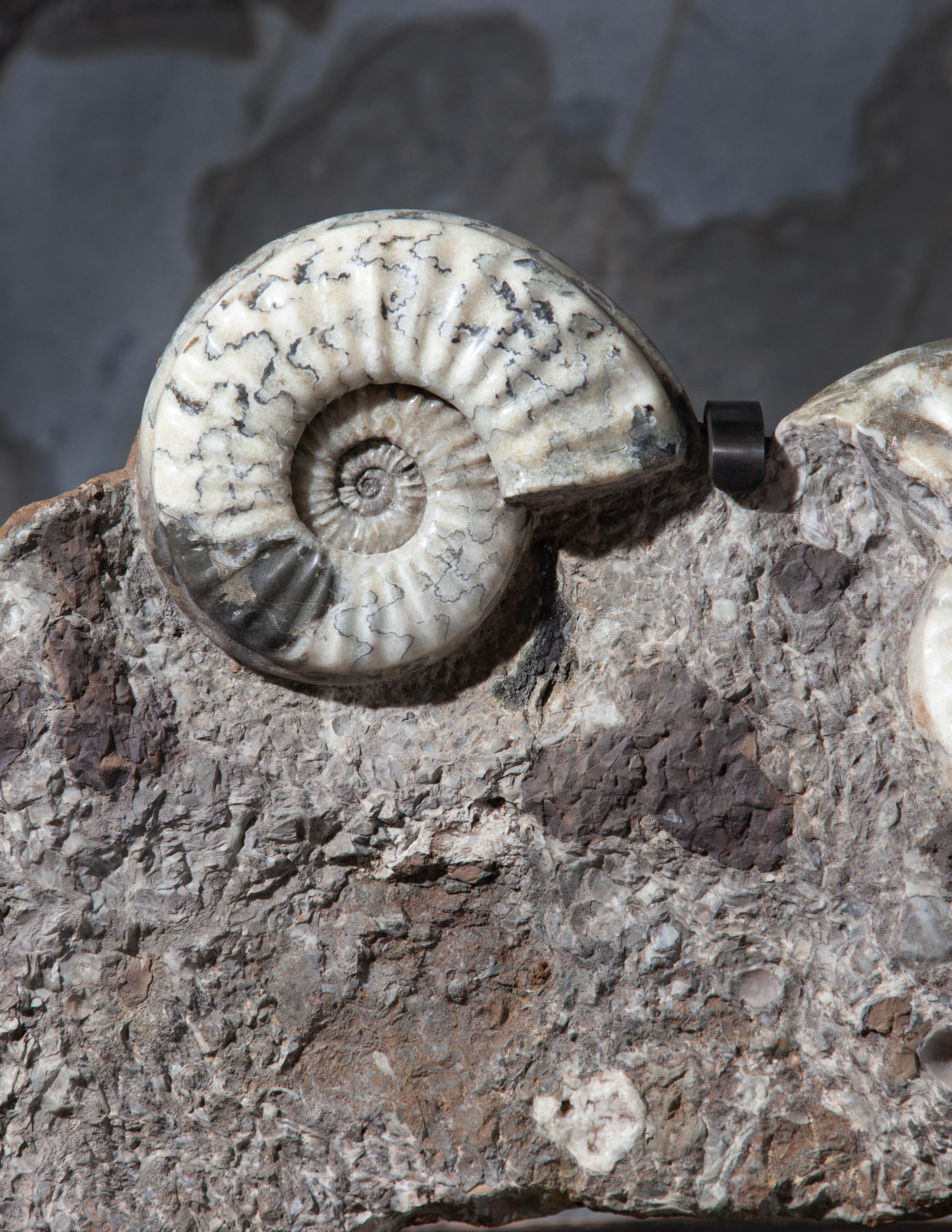 Britannico Raro letto triplo di ammonite proveniente dal Regno Unito in vendita