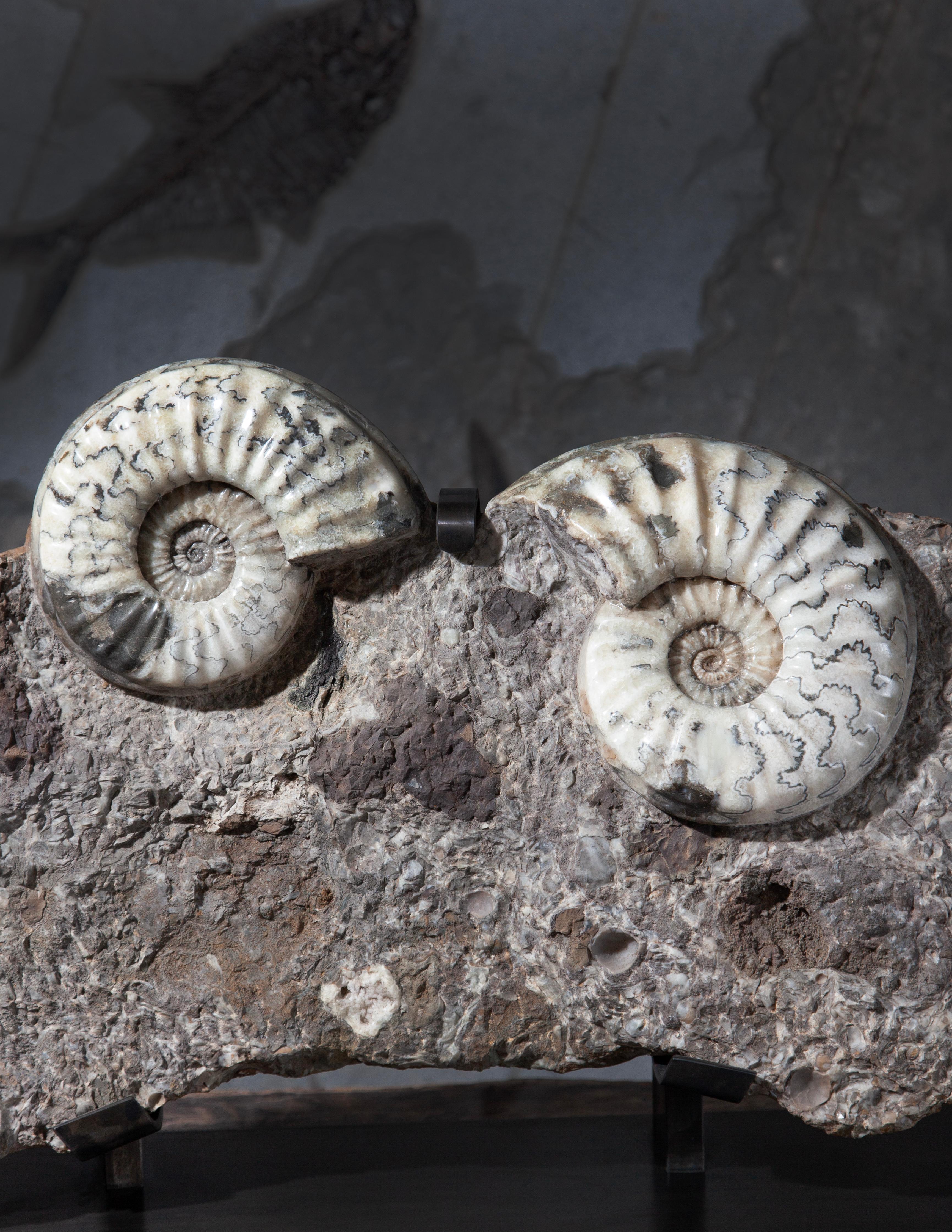 Raro letto triplo di ammonite proveniente dal Regno Unito In condizioni ottime in vendita a London, GB