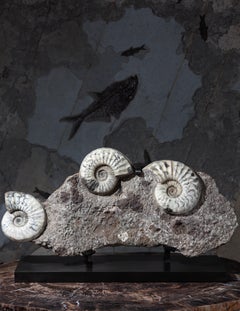 Rare Triple Ammonite Bed from United Kingdom