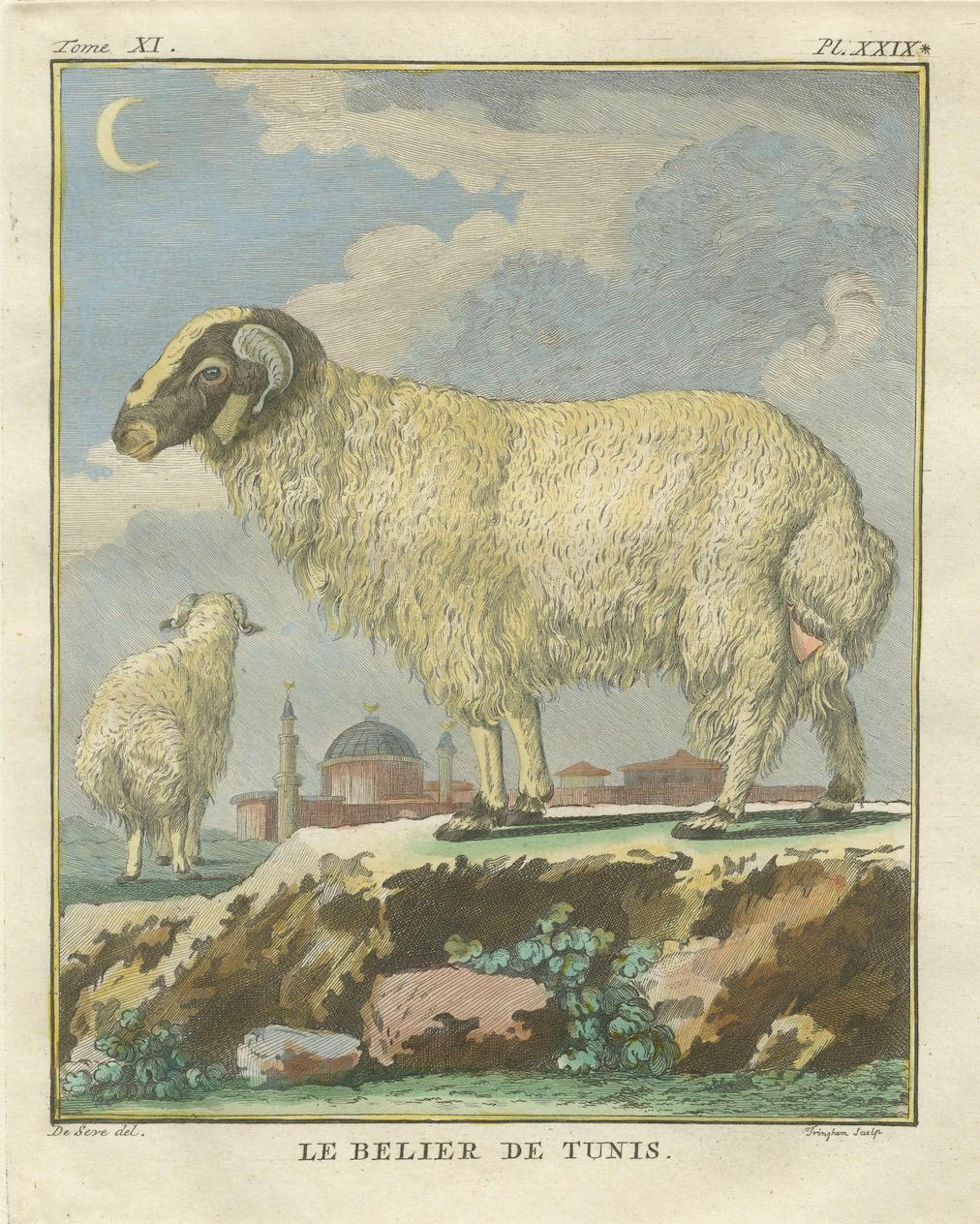 Handkolorierter Buffon 