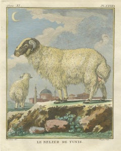 Rare Tunisian Ram, Antique Hand-Coloured Buffon Engraving 1769