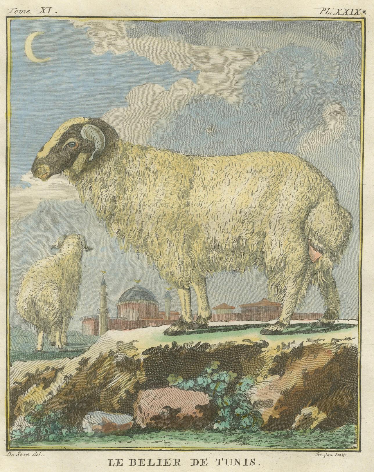 Seltener tunesischer Widder, antiker handkolorierter Buffonstich 1769 (Niederländisch) im Angebot