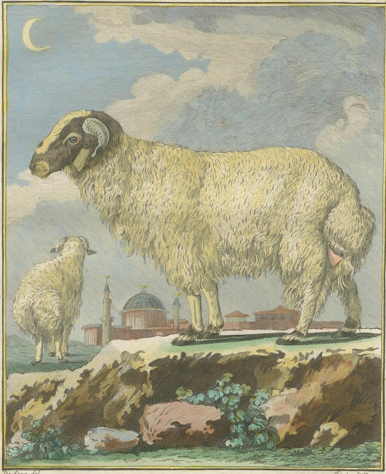 Seltener tunesischer Widder, antiker handkolorierter Buffonstich 1769 (Graviert) im Angebot