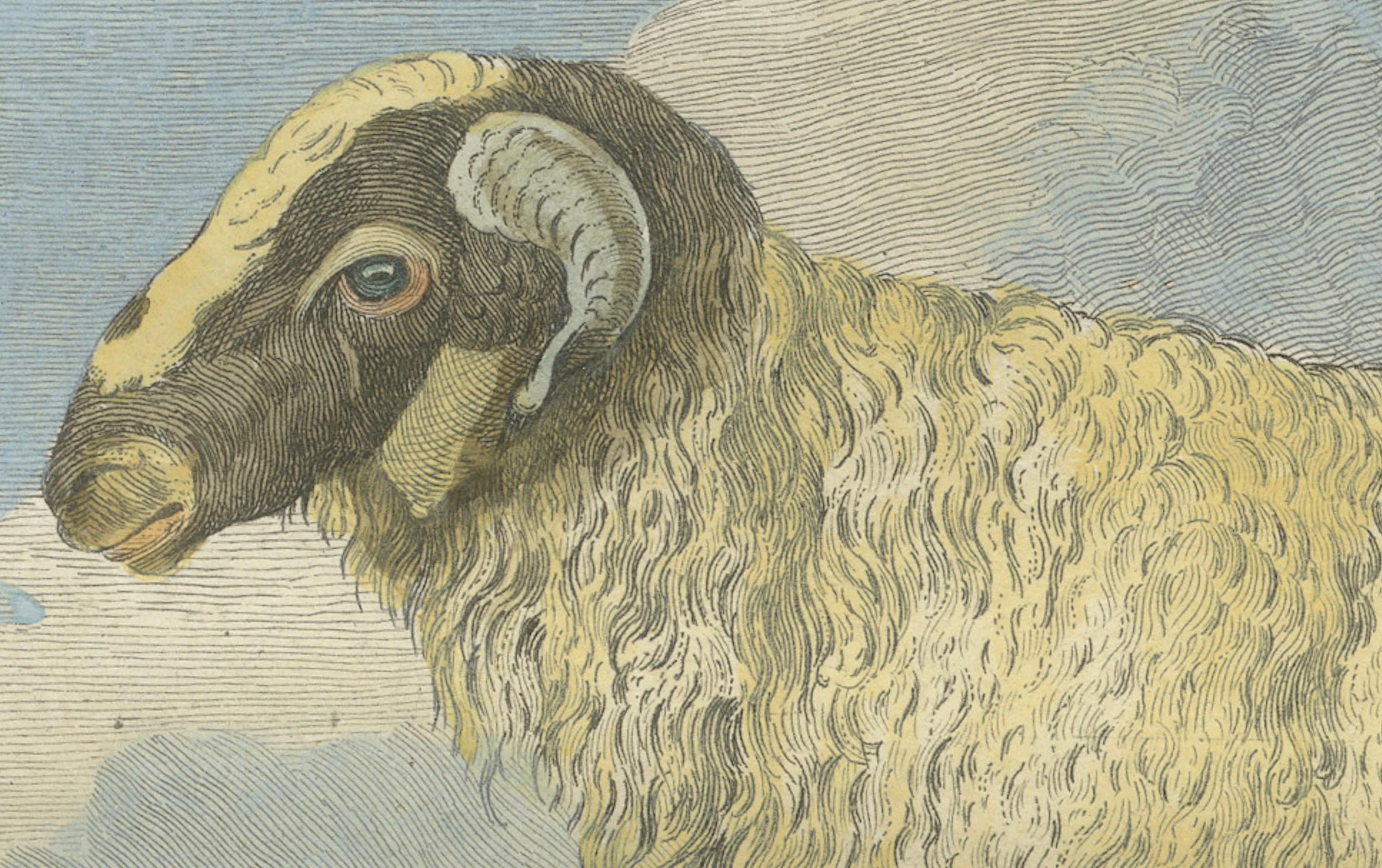 Seltener tunesischer Widder, antiker handkolorierter Buffonstich 1769 im Zustand „Gut“ im Angebot in Langweer, NL