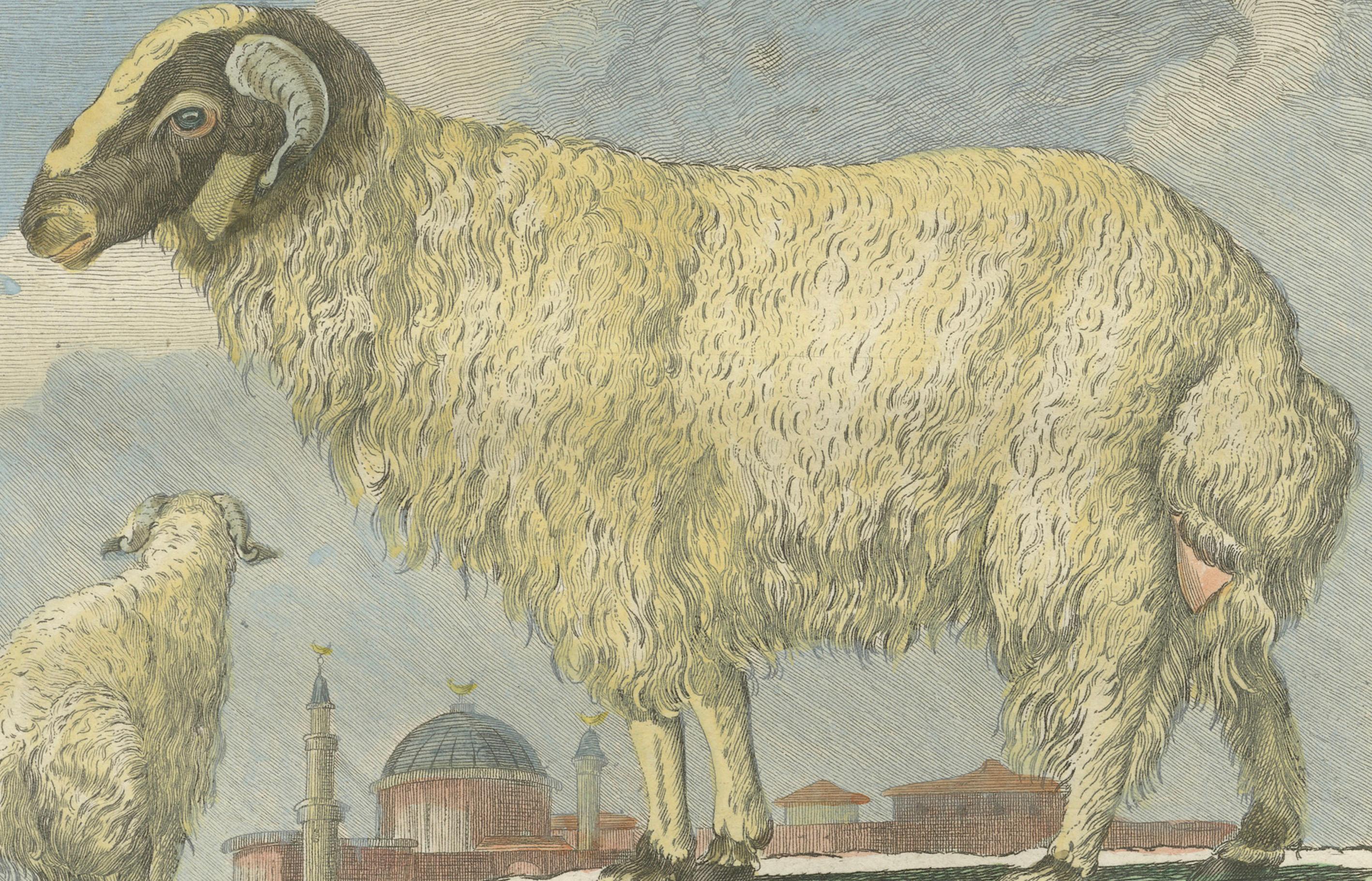 Seltener tunesischer Widder, antiker handkolorierter Buffonstich 1769 (18. Jahrhundert) im Angebot