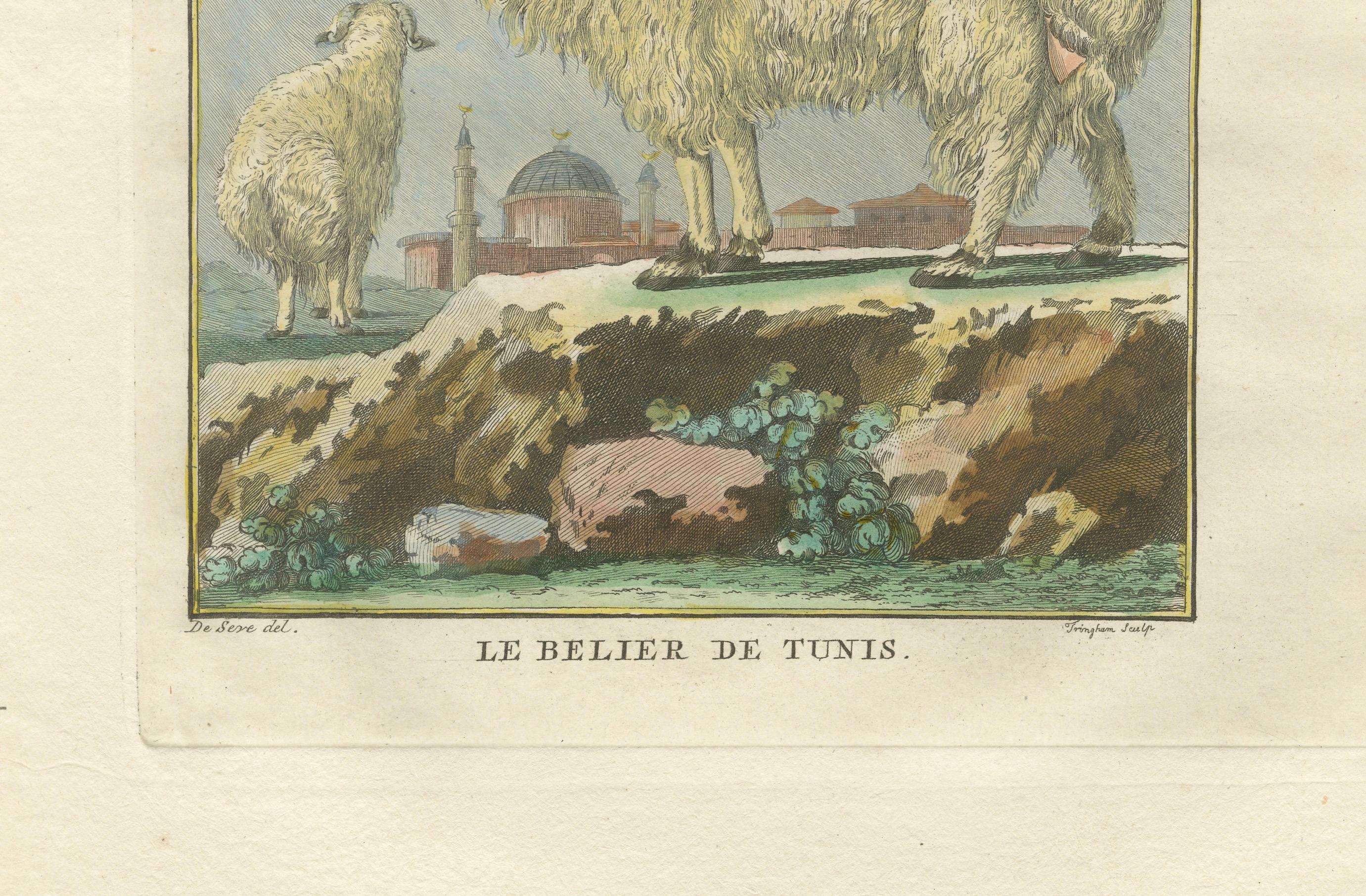 Seltener tunesischer Widder, antiker handkolorierter Buffonstich 1769 (Papier) im Angebot