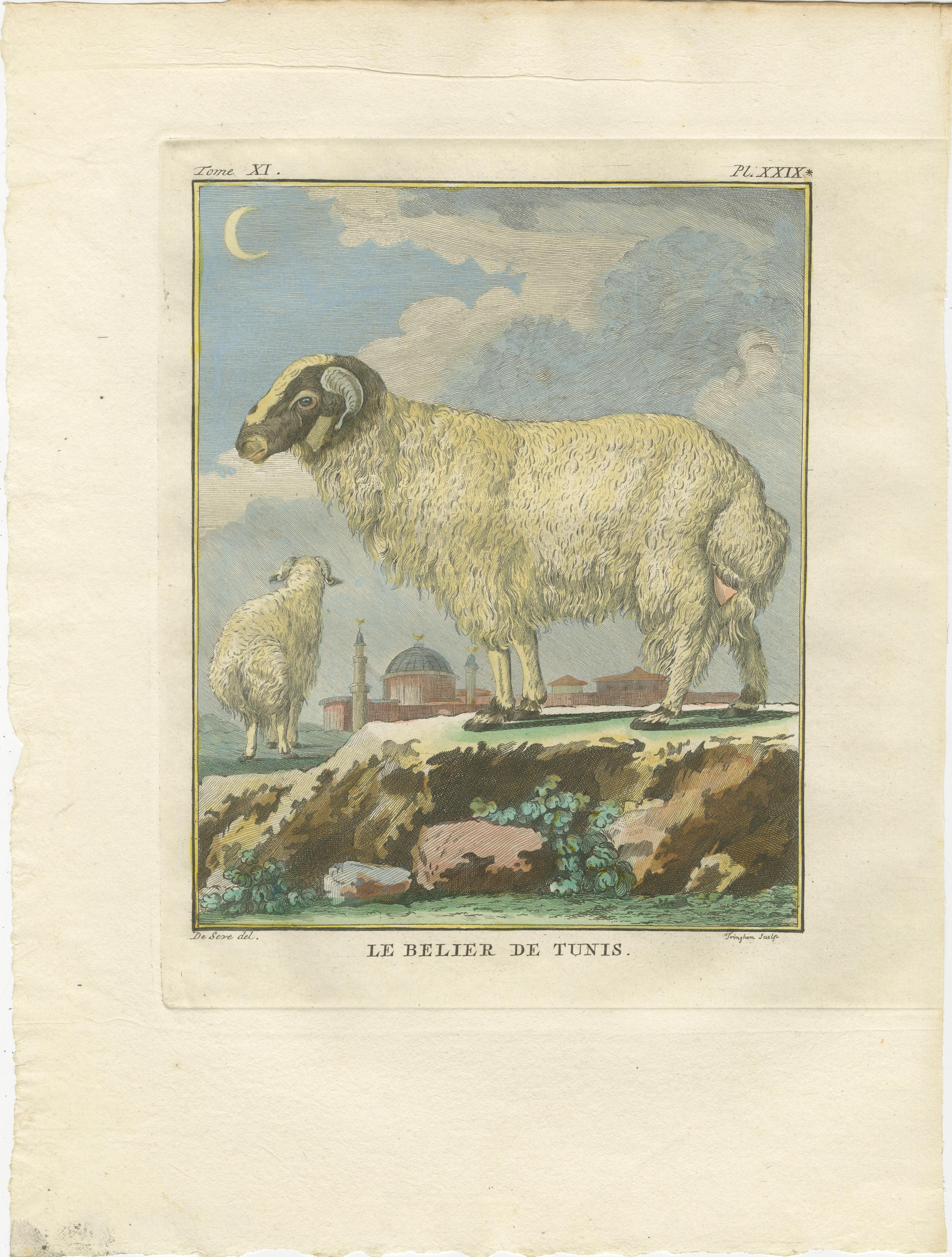 Seltener tunesischer Widder, antiker handkolorierter Buffonstich 1769 im Angebot 1